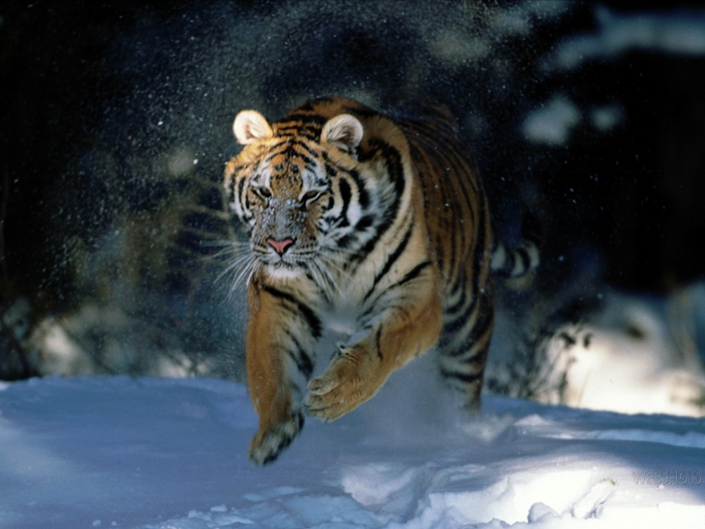 Free download tiger running in the snow desktop wallpaper HD [1024x768] for your Desktop, Mobile & Tablet. Explore Bing Tiger Wallpaper. Tiger Wallpaper, Bengal Tiger Wallpaper Desktop, Bengals Wallpaper for Computer