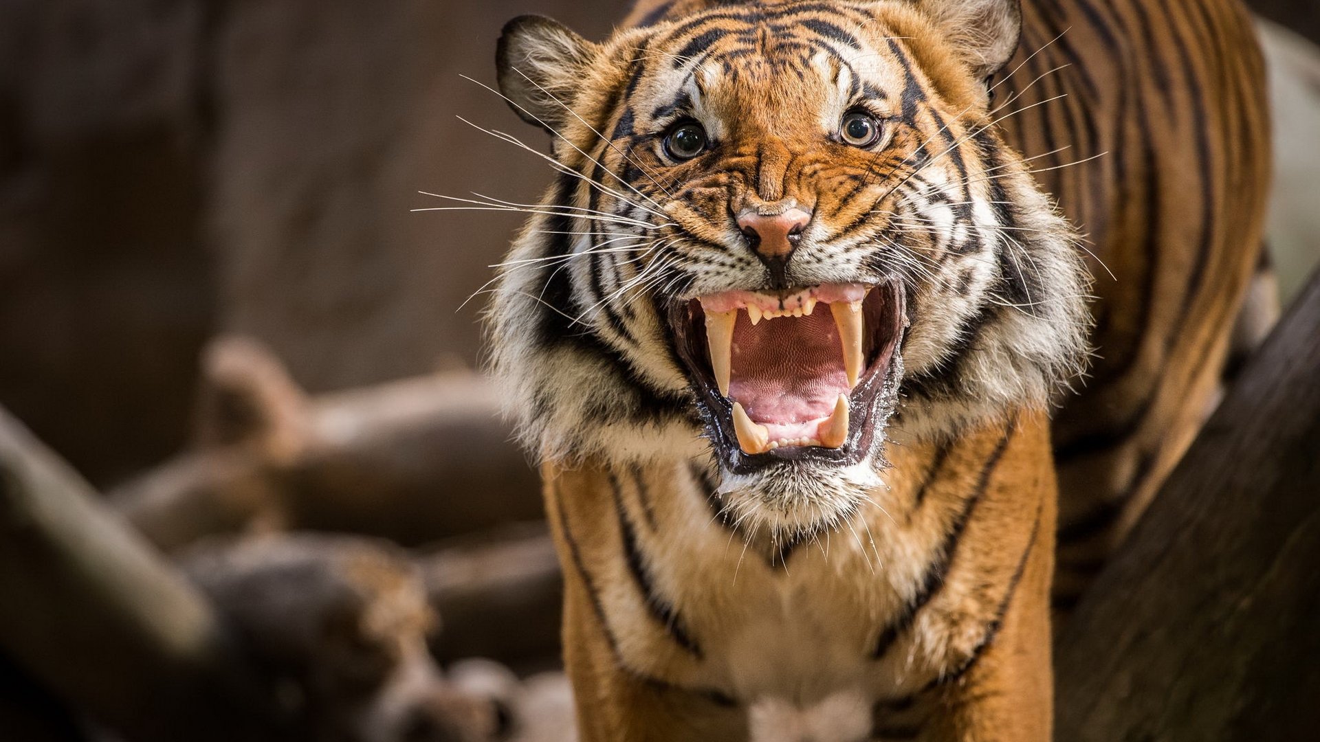 tiger, Run, Predator, Animal Wallpaper HD / Desktop and Mobile Background