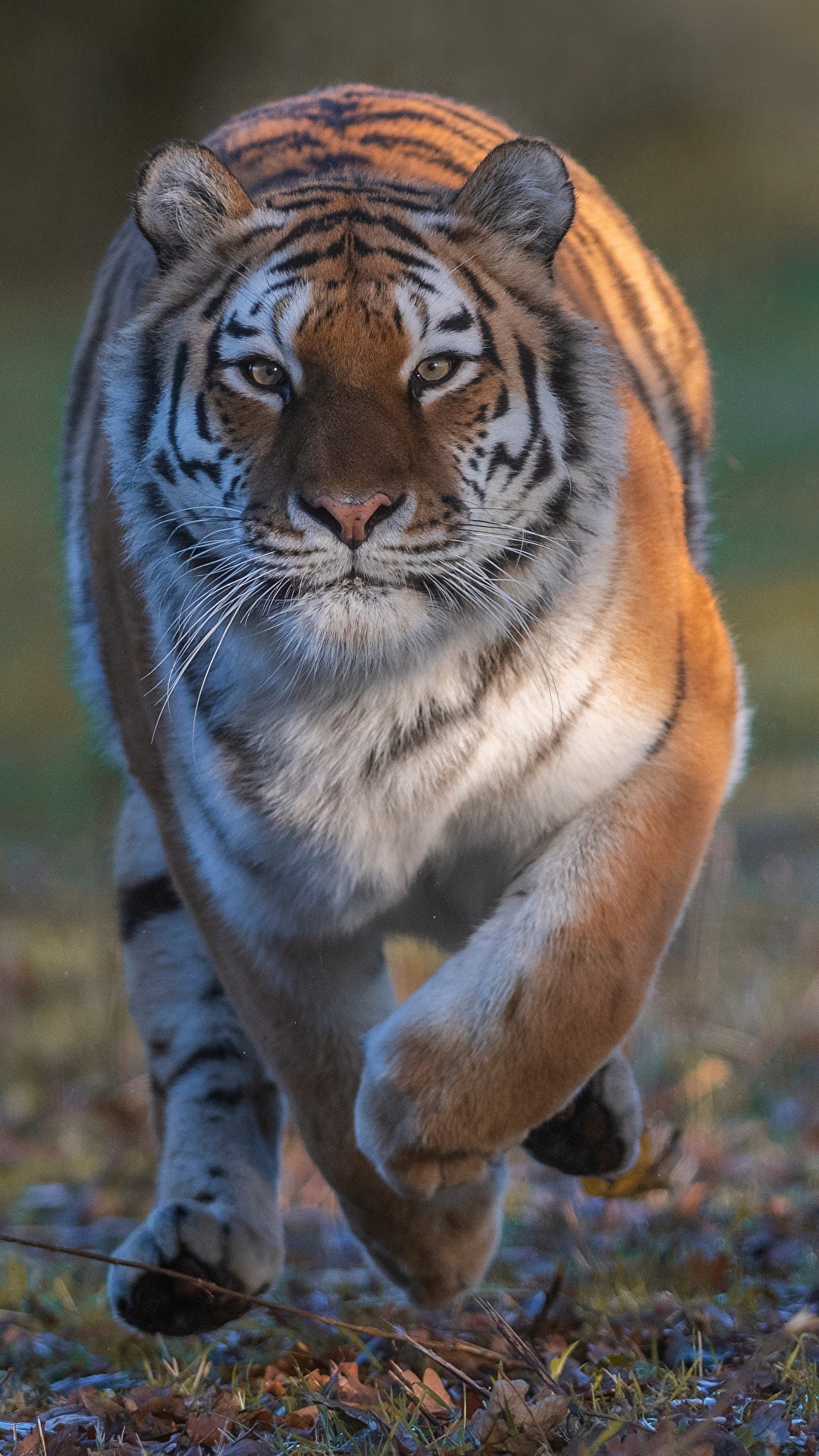 Image Tigers Run Glance animal 1080x1920