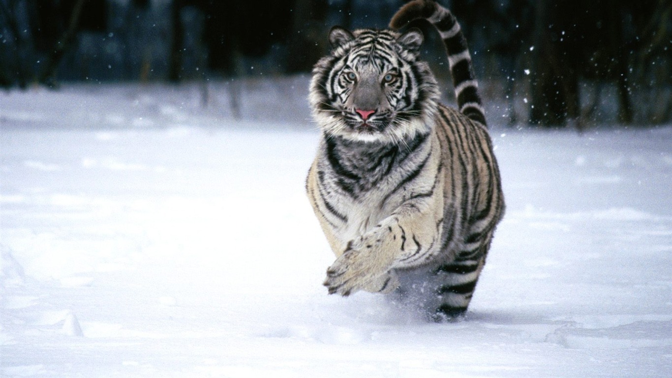 Snow Tiger Running Animal World Series Wallpaper