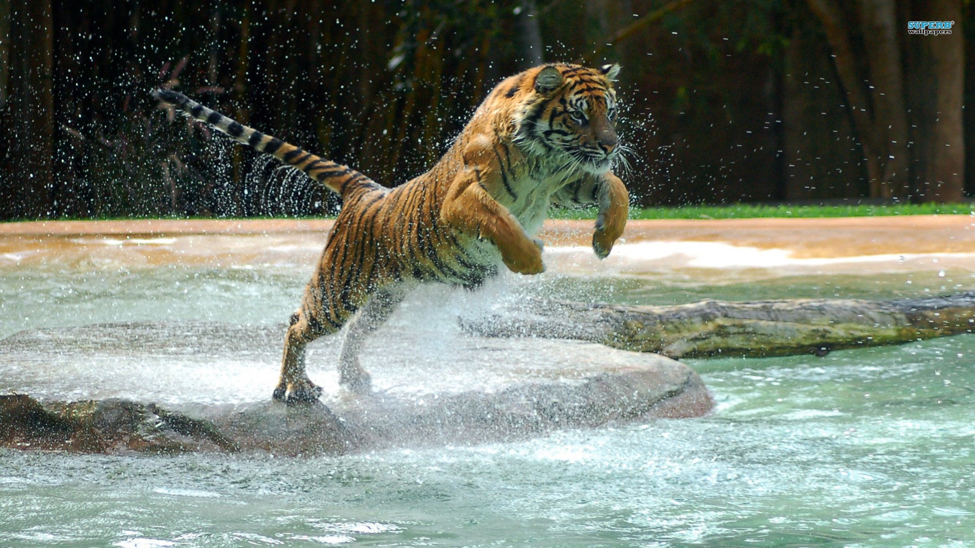 Tiger in Water Wallpaper