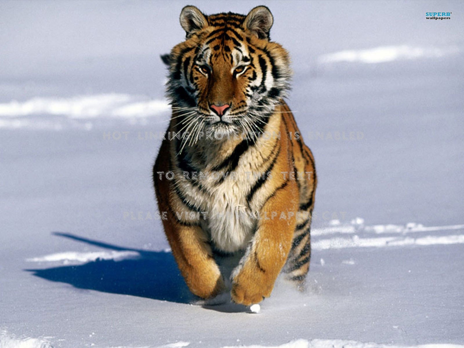 speed demon tiger snow cat running animal