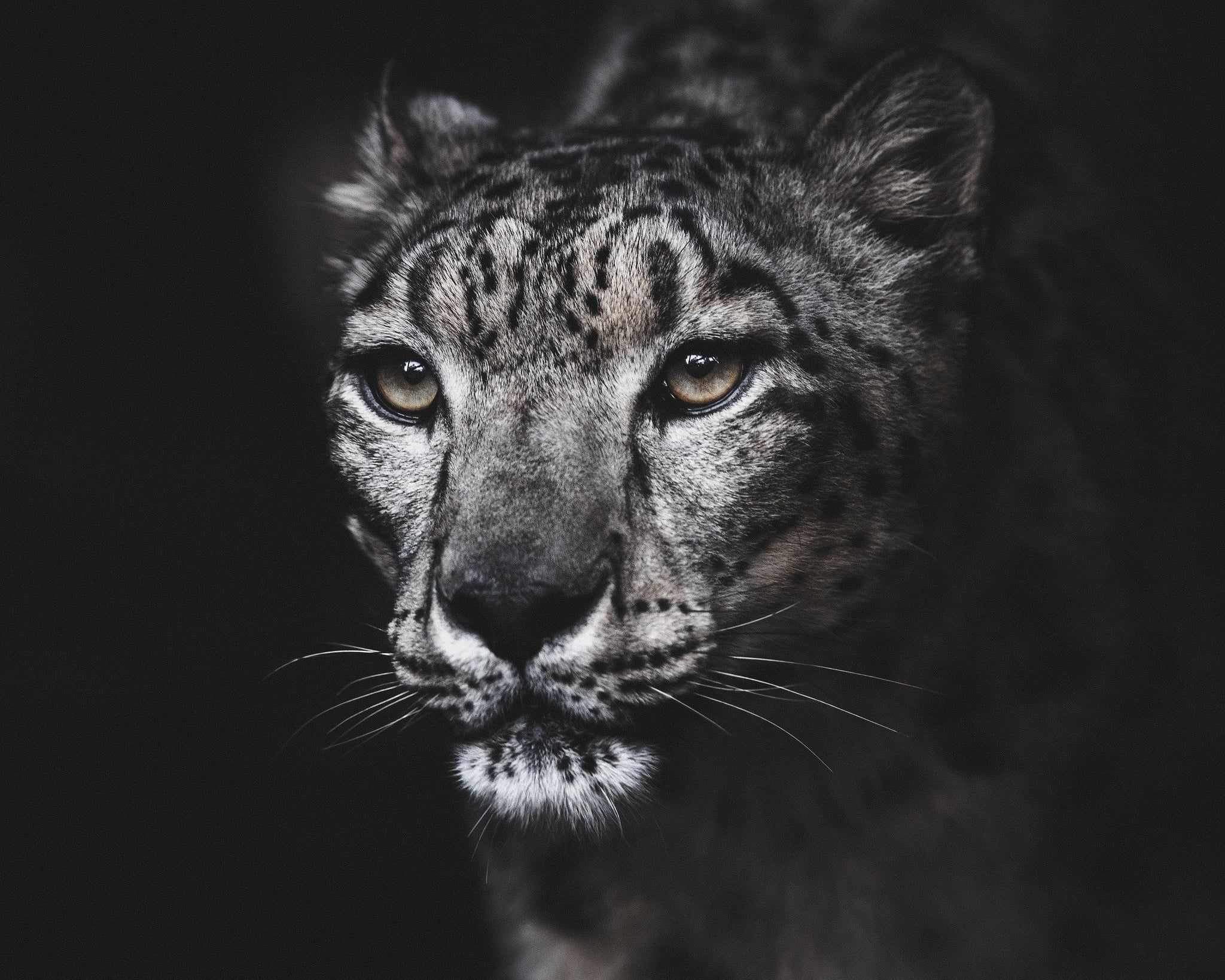 portrait #IRBIS snow leopard P #wallpaper #hdwallpaper #desktop. Snow leopard, Dangerous animals, Wild cats