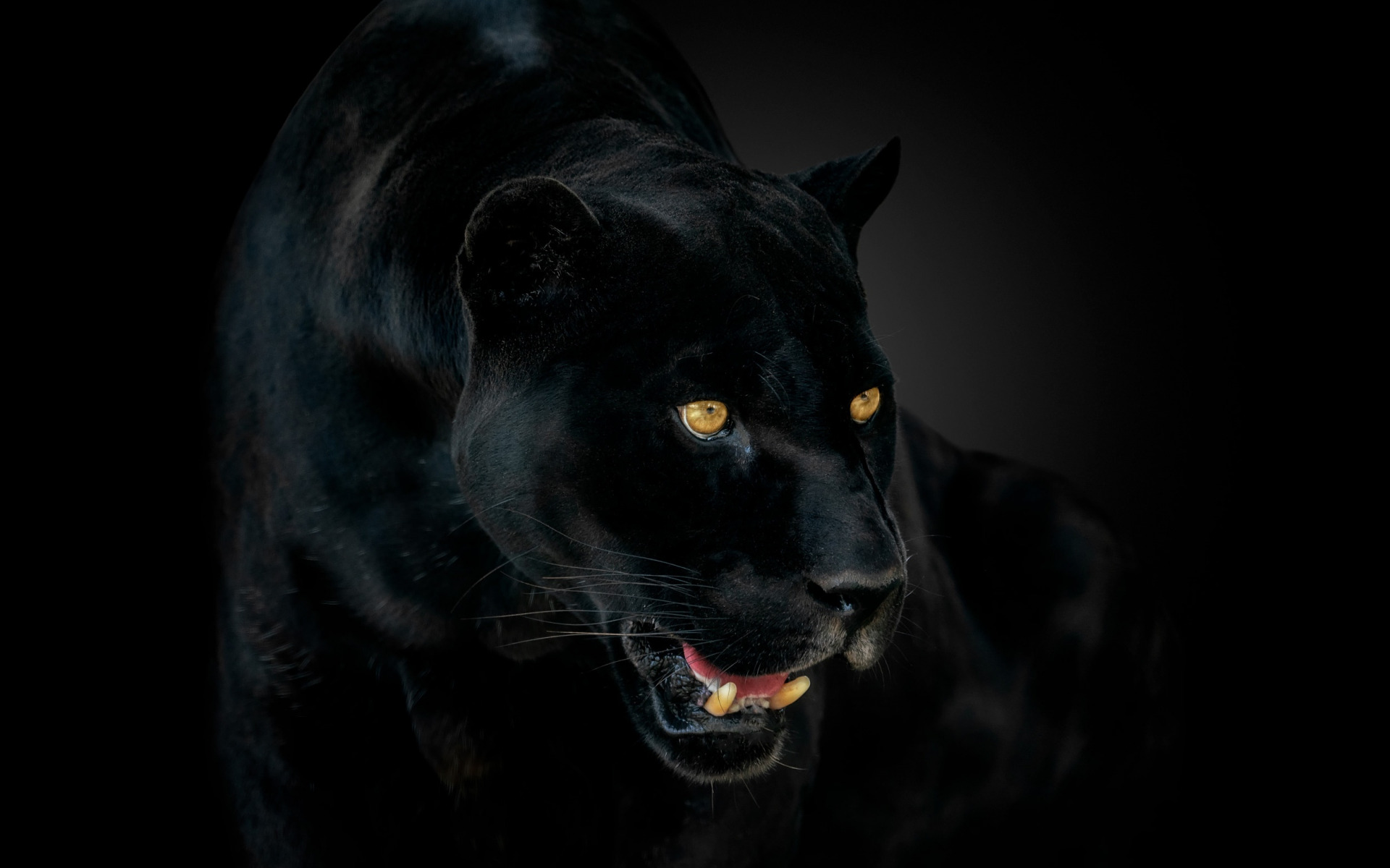 Download wallpaper panther, black jaguar, wild cat, black panther, dangerous animals, panther on a black background for desktop with resolution 1920x1200. High Quality HD picture wallpaper