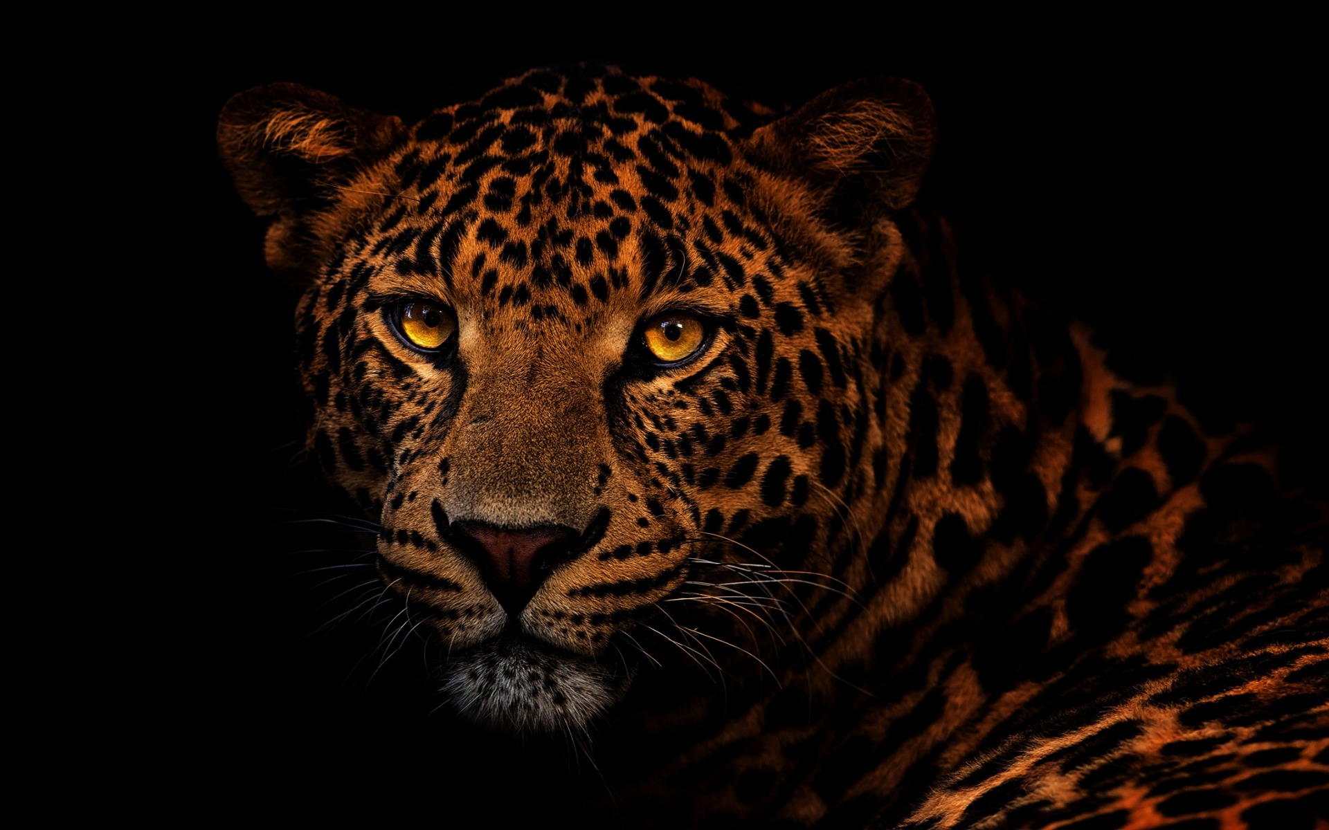 Download wallpaper leopard, wild cat, dangerous animals, leopard on a black background for desktop with resolution 1920x1200. High Quality HD picture wallpaper