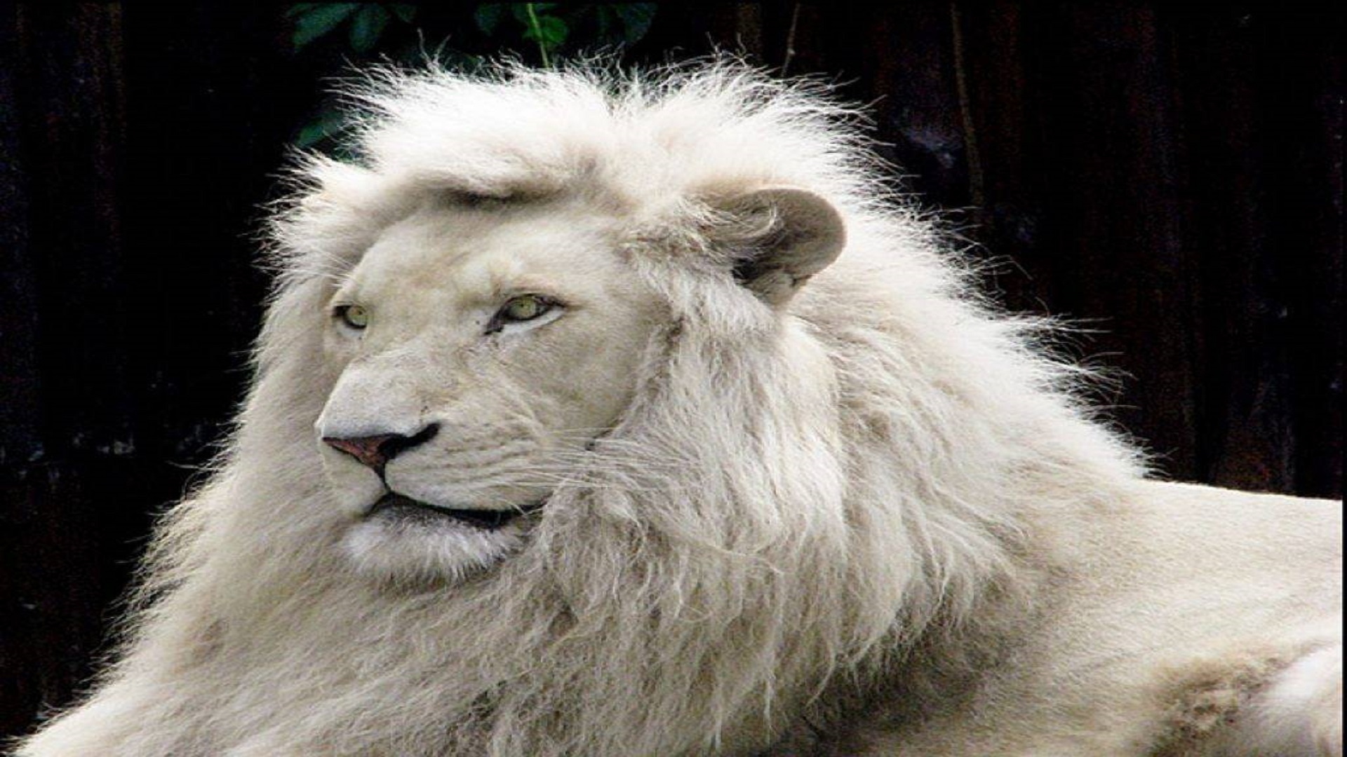 Animal Lovers White Lion Free Wallpaper Hd