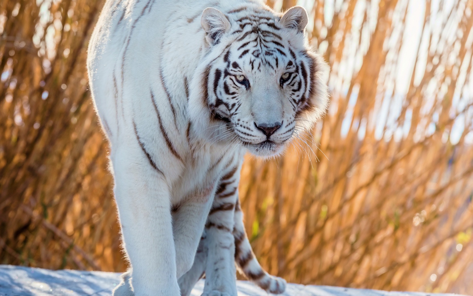 Download wallpaper white tiger, predator, snow, wildlife, tigers, dangerous animals for desktop with resolution 1920x1200. High Quality HD picture wallpaper