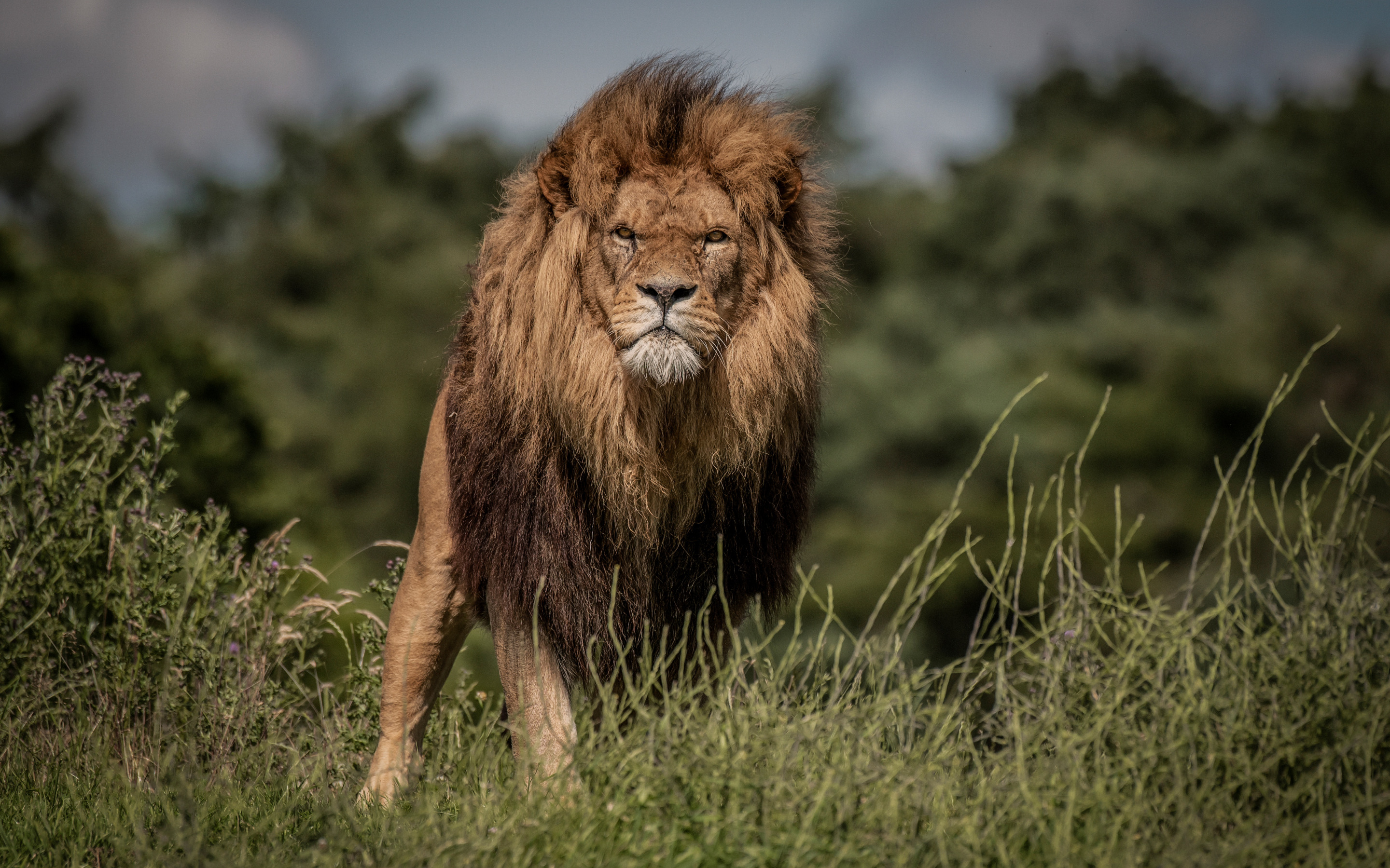 Download wallpaper lion, wildlife, predator, lions, Africa, wild animals, dangerous animals for desktop with resolution 2880x1800. High Quality HD picture wallpaper
