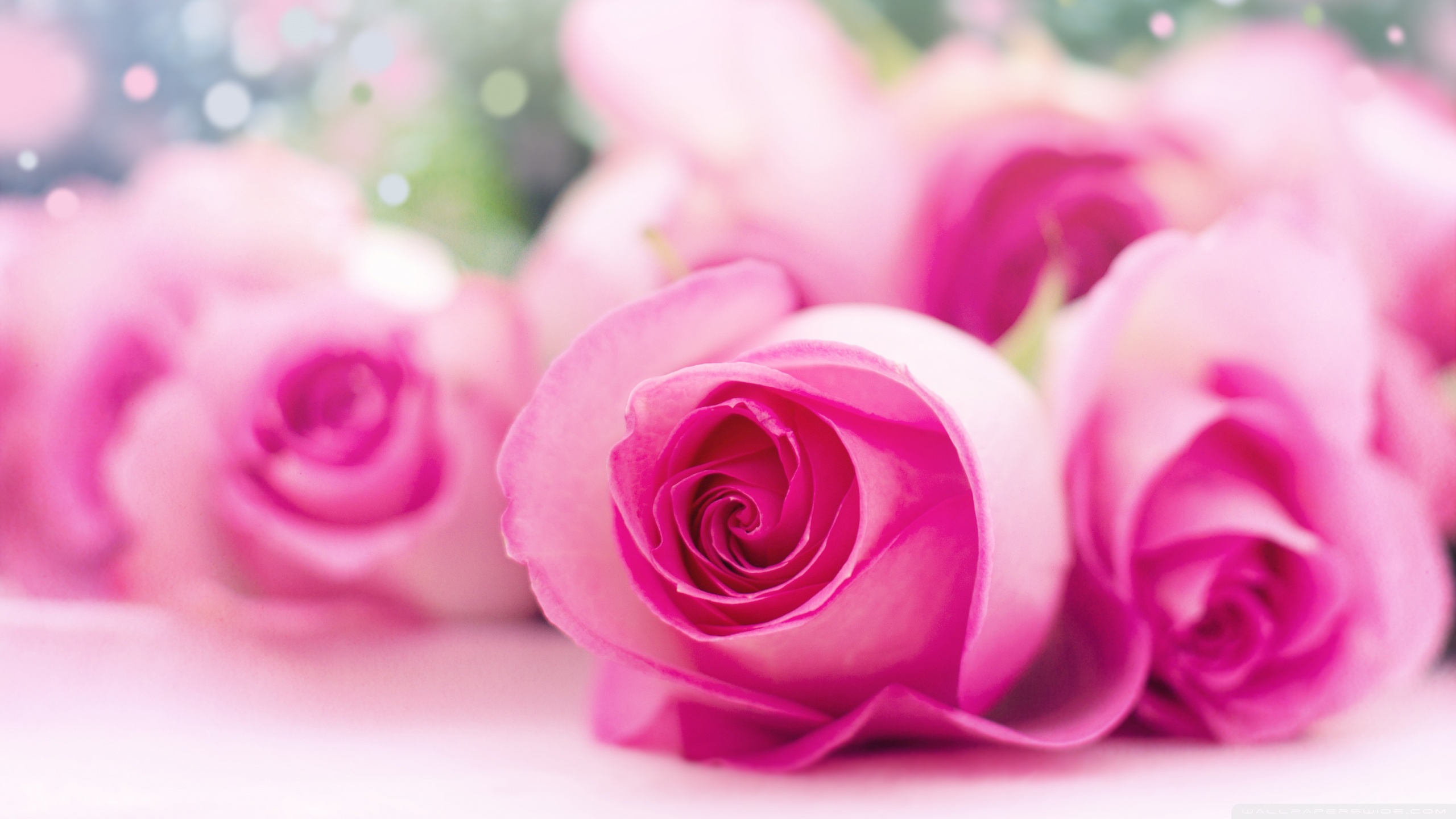 Light Pink Roses Bokeh Ultra HD Desktop Background Wallpaper for 4K UHD TV, Widescreen & UltraWide Desktop & Laptop, Multi Display, Dual Monitor, Tablet