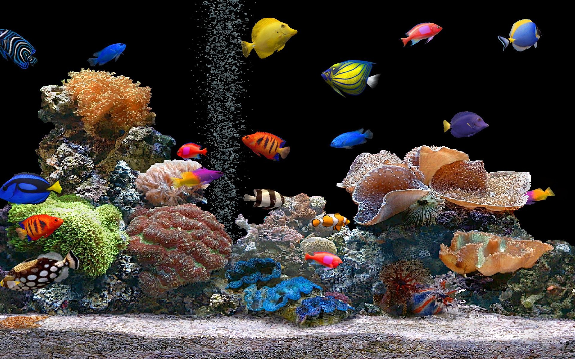 nature, Animals, Aquarium, Coral, Saltwater, Fish Wallpaper HD / Desktop and Mobile Background
