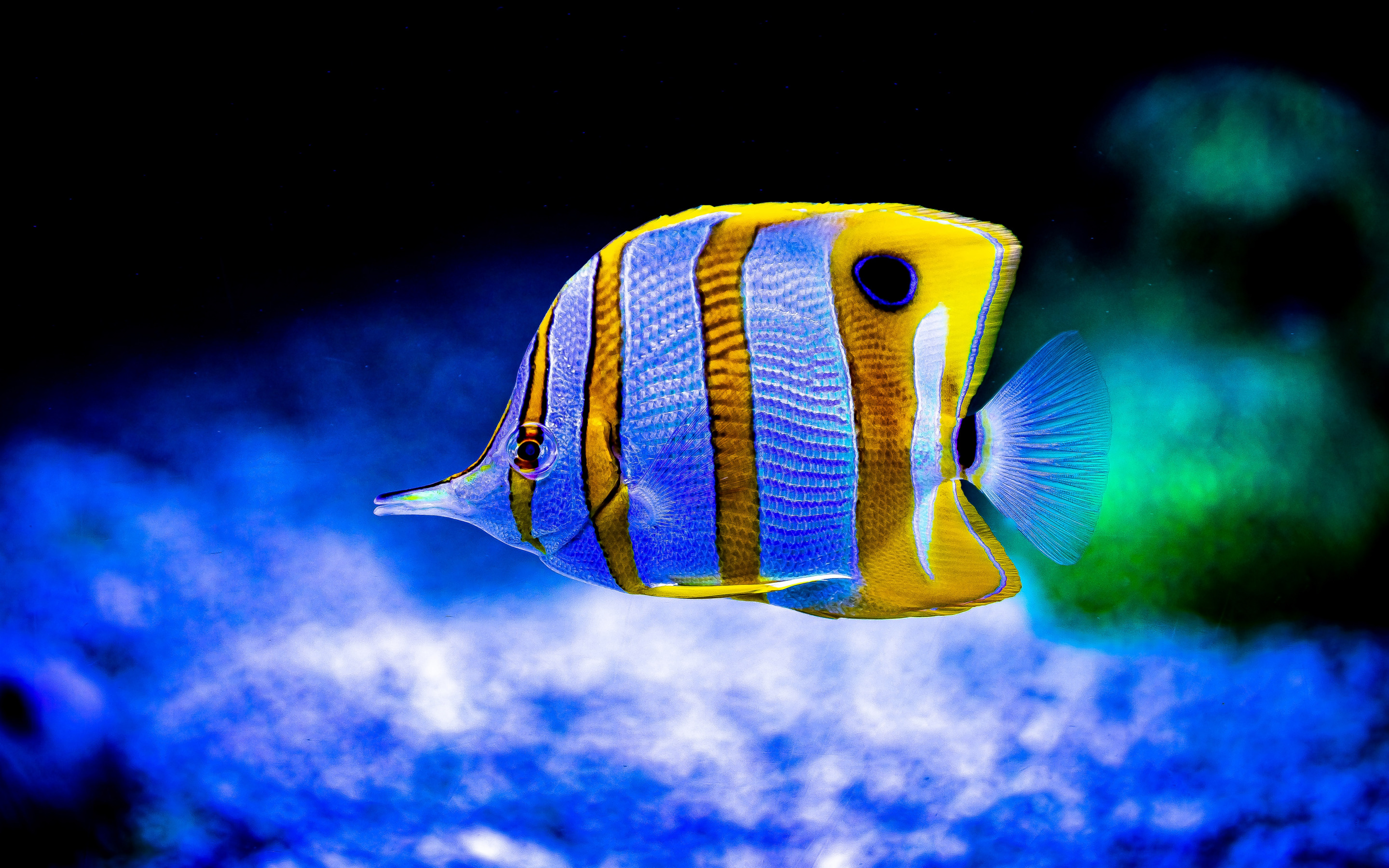 Download wallpaper Copperband butterflyfish, beaked coral fish, butterflyfish, saltwater fish, aquarium, beautiful little fish for desktop with resolution 2880x1800. High Quality HD picture wallpaper