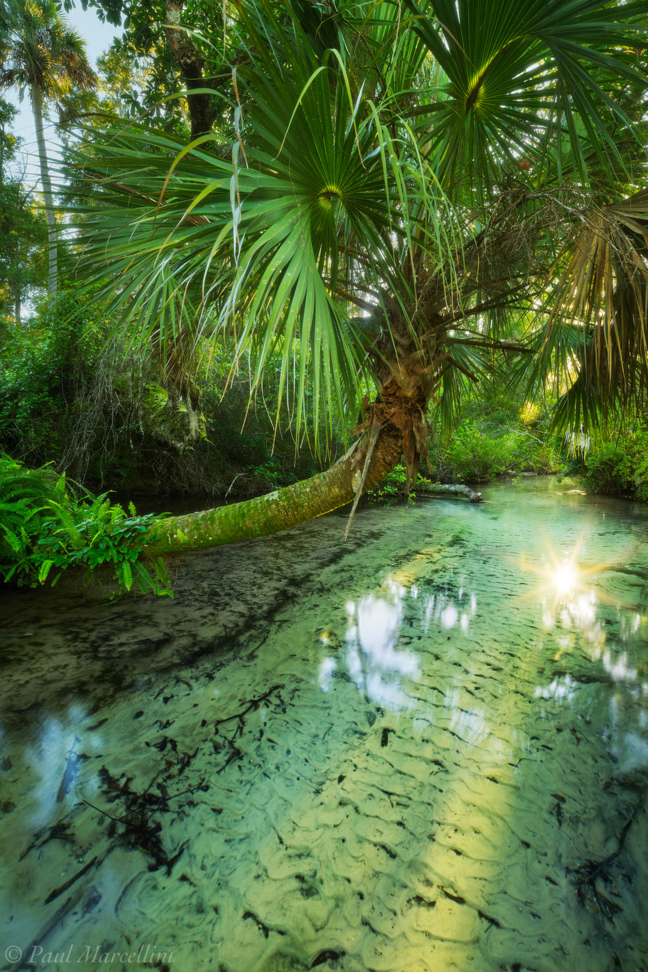 Juniper Springs Wallpapers - Wallpaper Cave