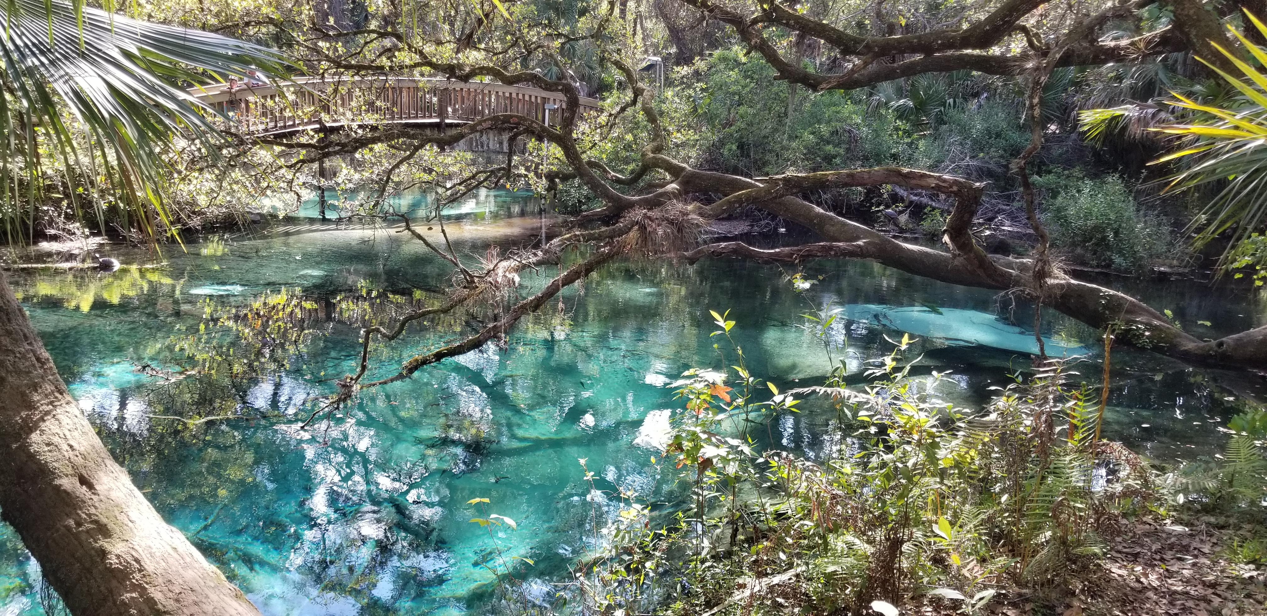 Juniper Springs, Fl (short walk from campground)