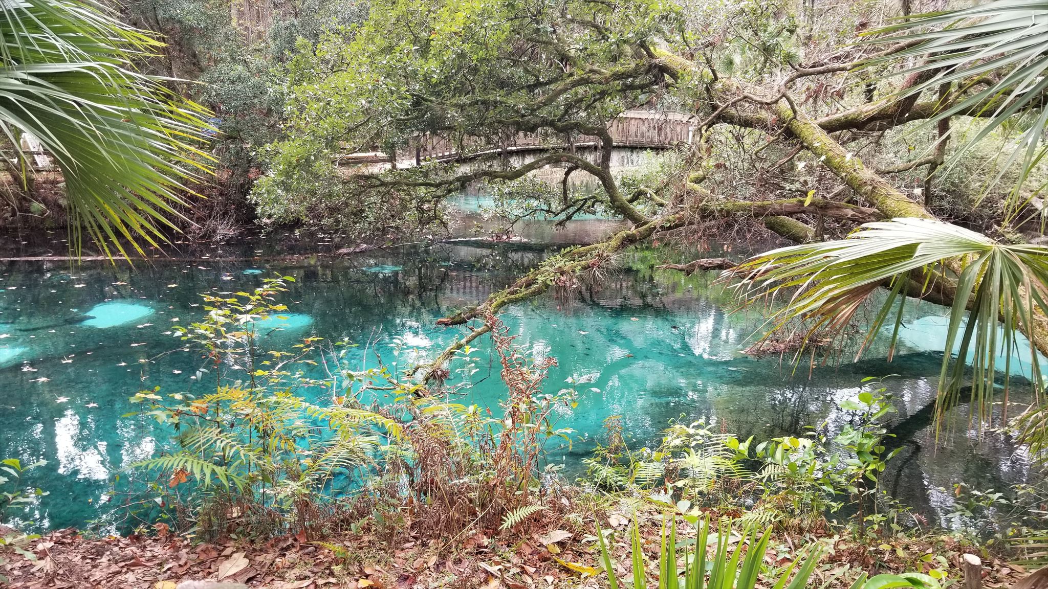 Juniper Springs Wallpapers - Wallpaper Cave