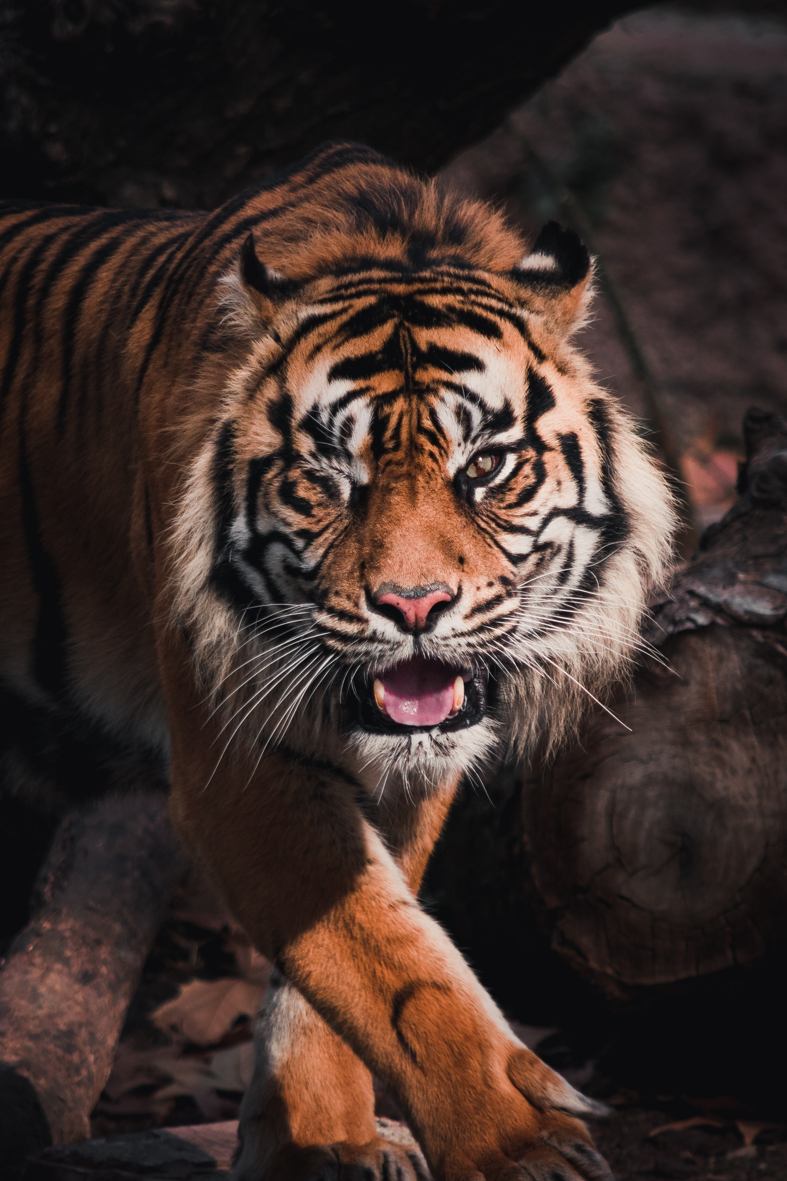 Best Sumatran Tiger Photo · 100% Free Downloads