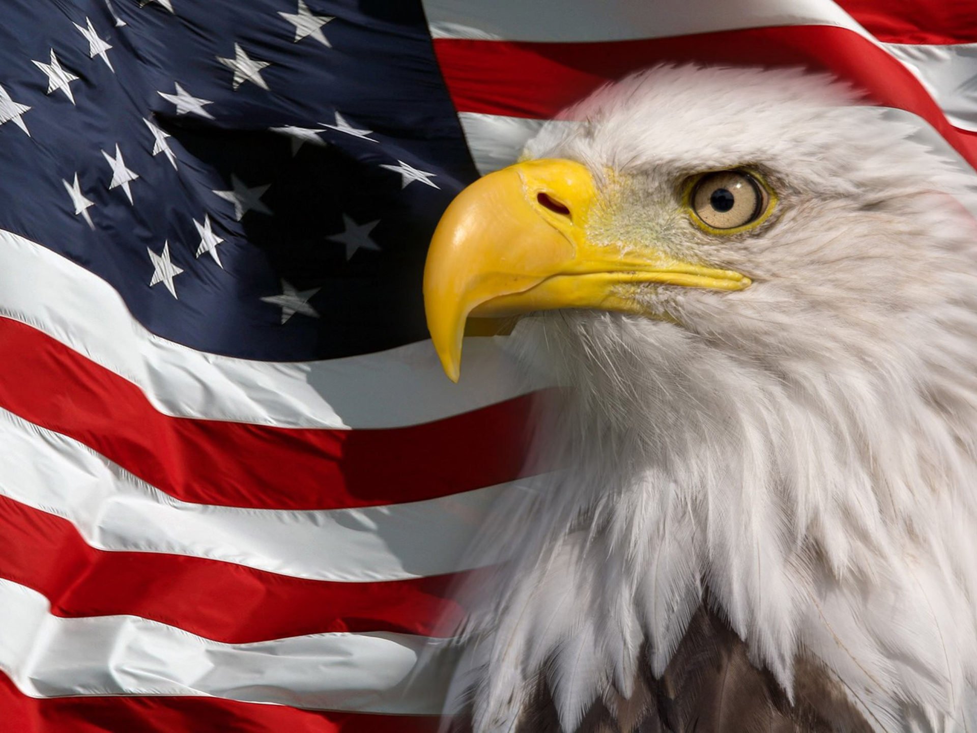 American Flag And Bald Eagle Symbol Of America Picture HD Wallpaper For Mobile Phones Tablet And Pc 3840x2400, Wallpaper13.com