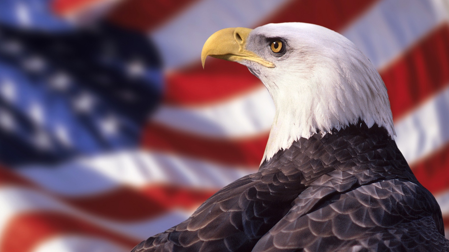 american eagle wallpaper HD