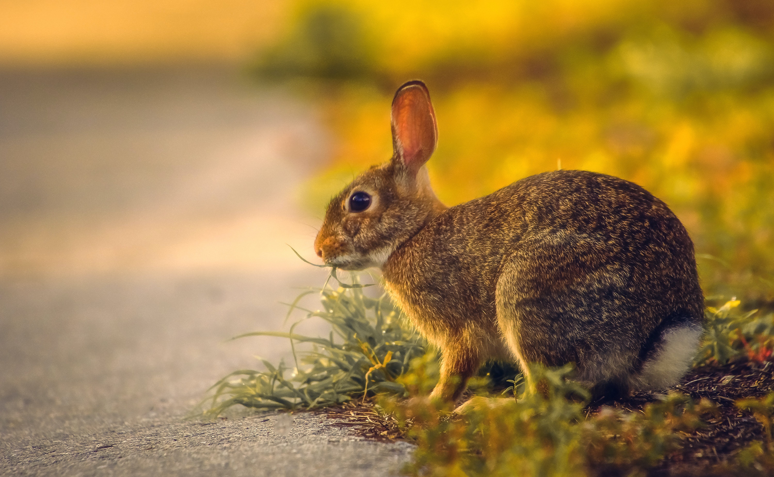 Best Leporids Photo · 100% Free Downloads