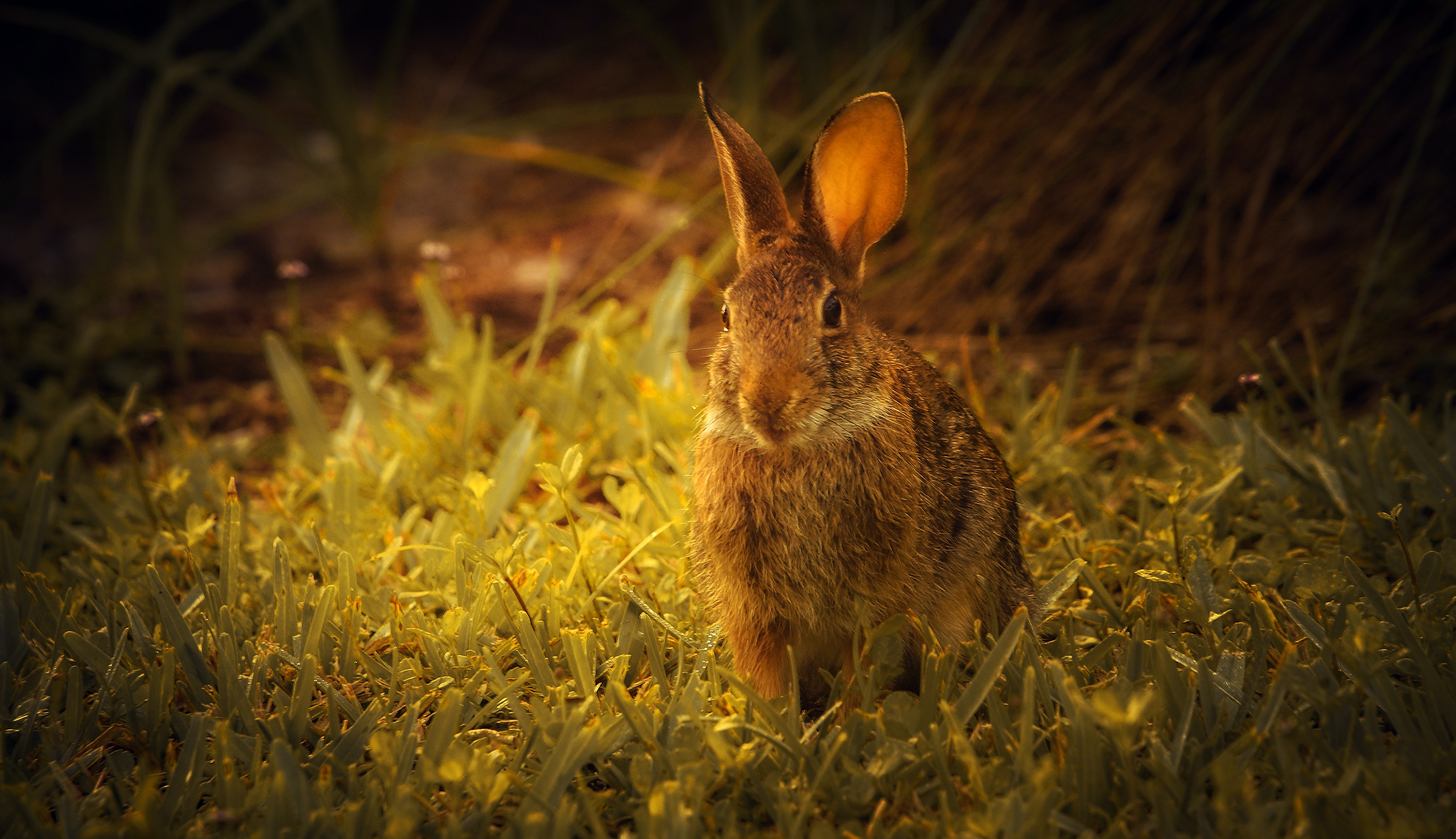 Best Leporids Photo · 100% Free Downloads