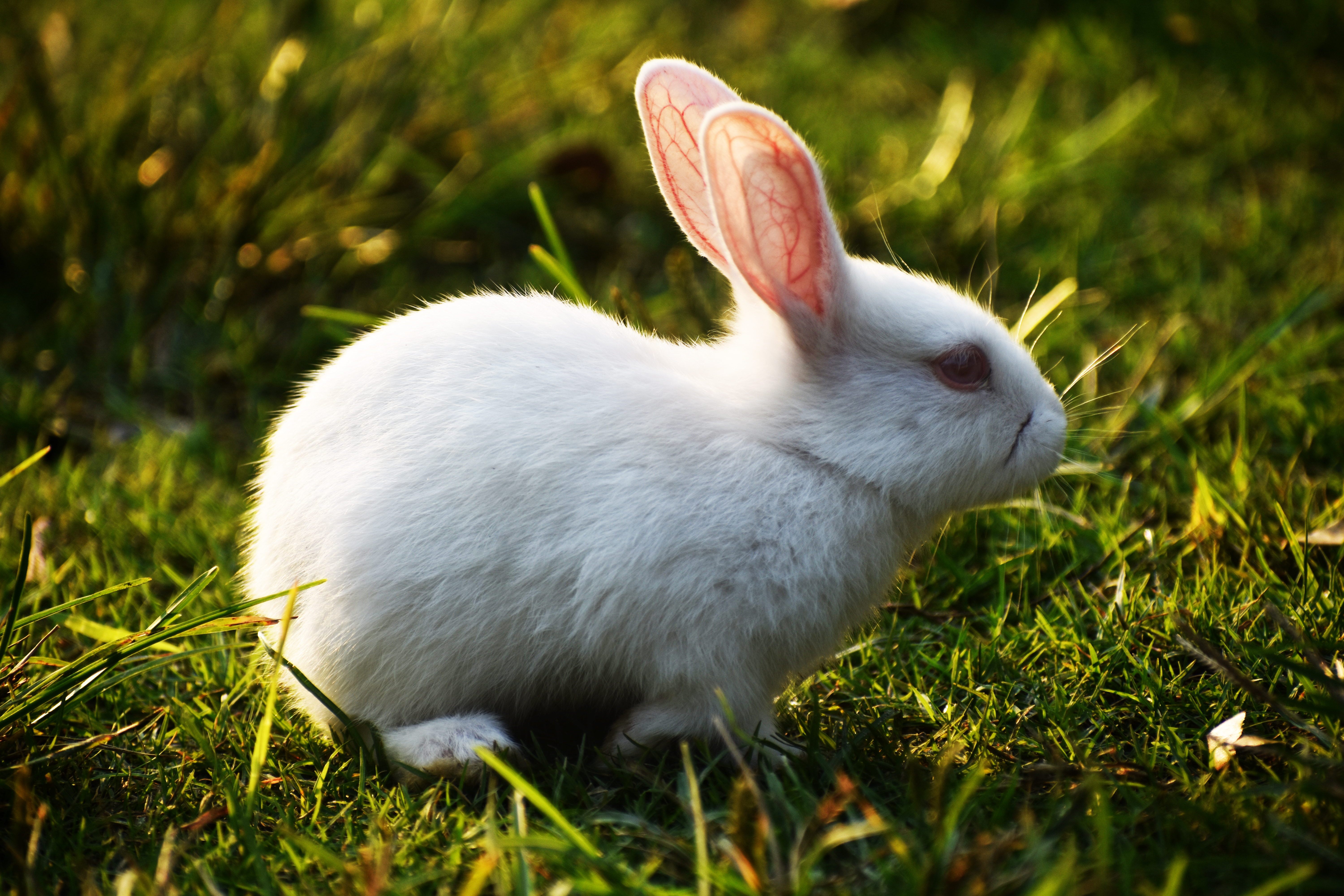 White Rabbit on Green Grass · Free