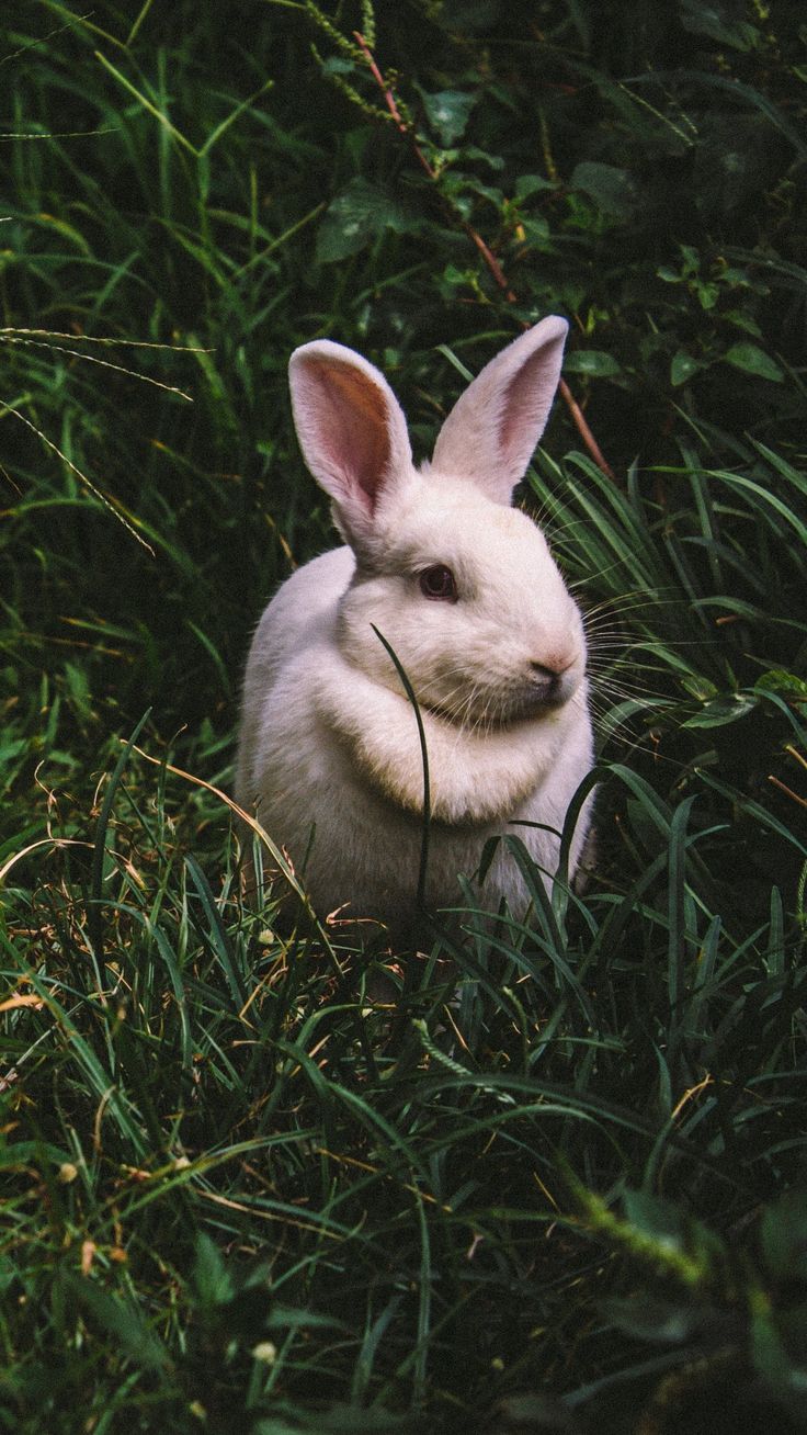 White Rabbit Wallpaper, Android & Desktop Background. Rabbit wallpaper, Rabbit, Animals