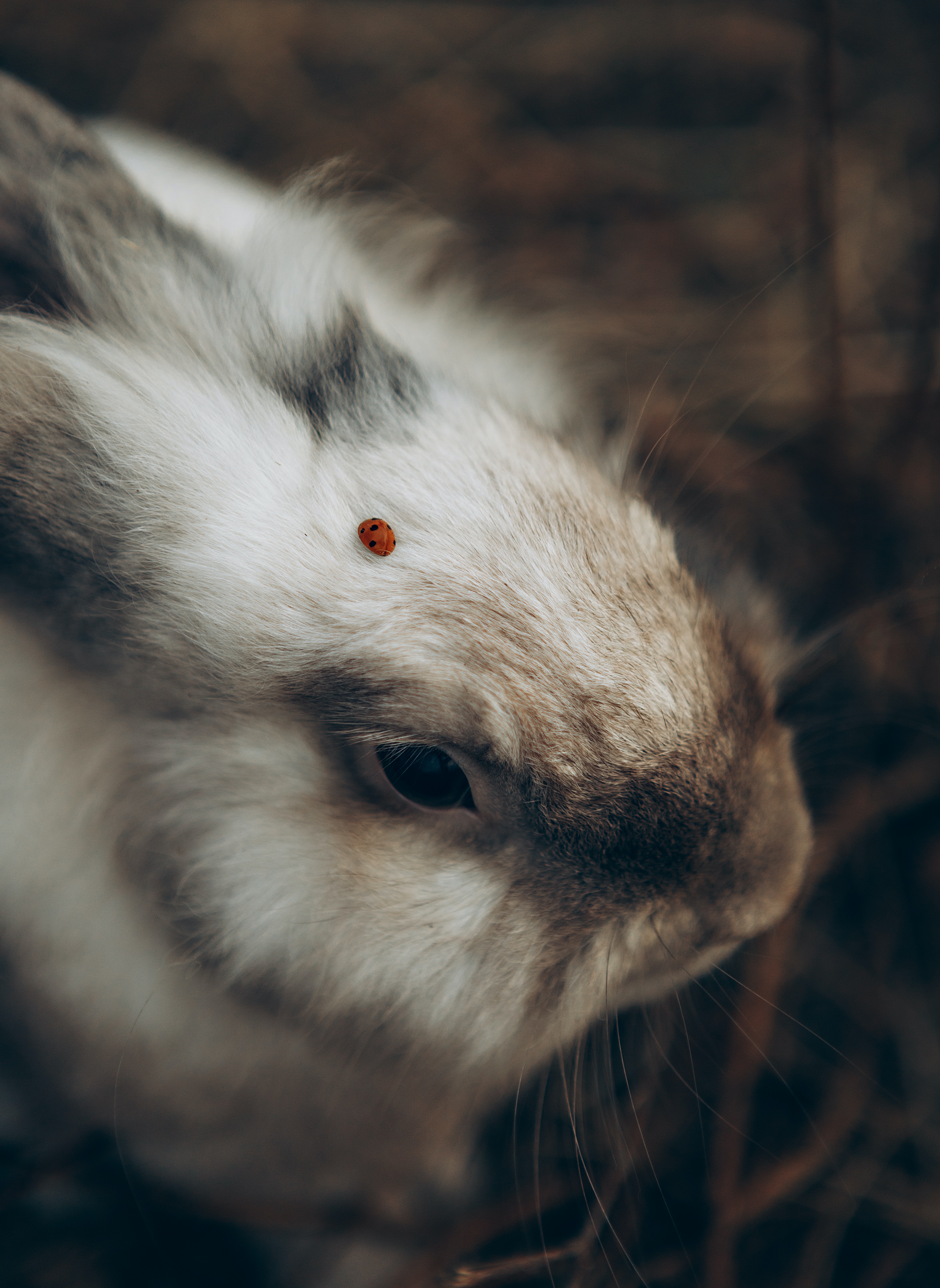 Best Leporidae Photo · 100% Free Downloads