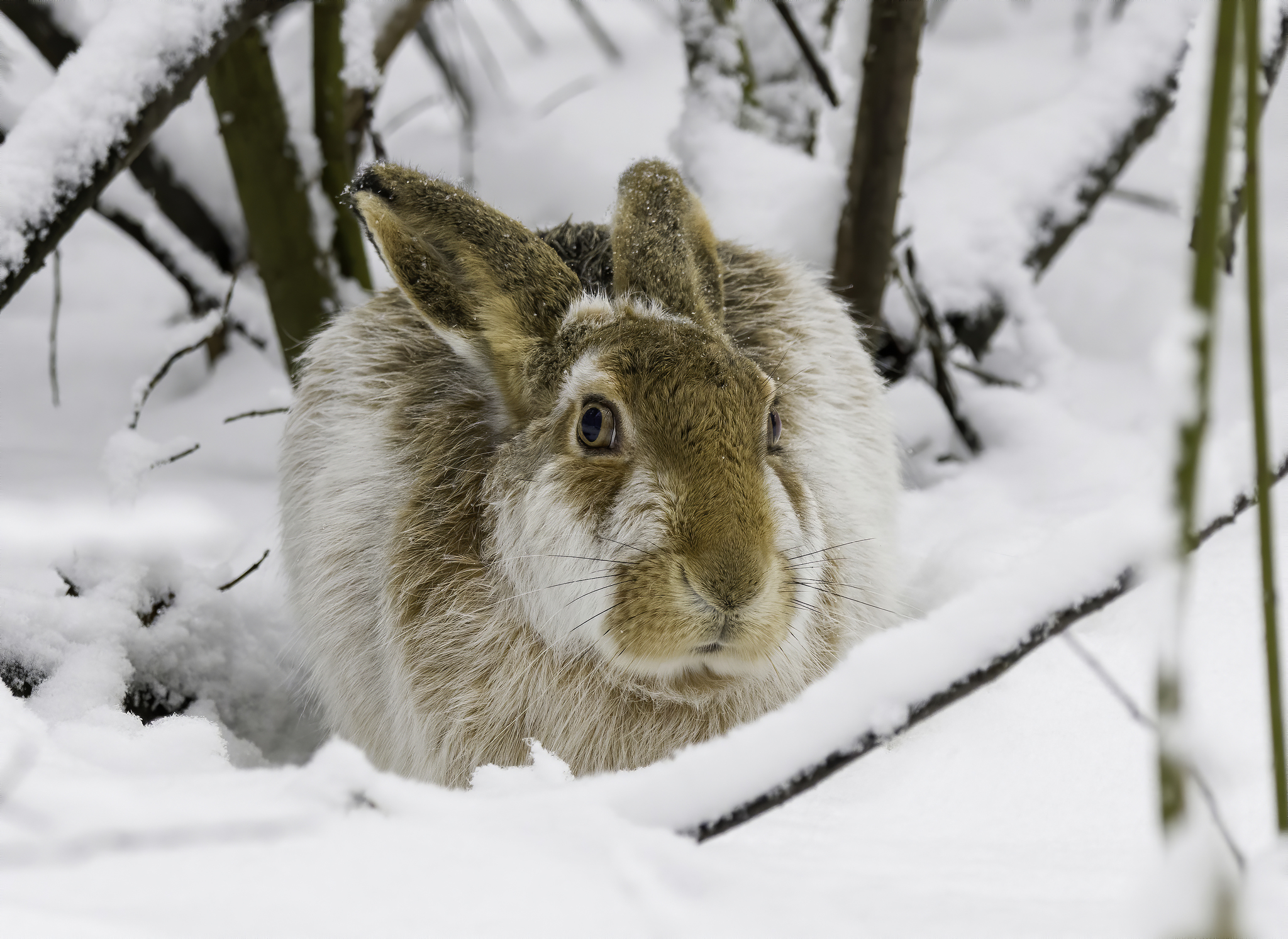 Photos of Hares and Rabbits (Family Leporidae) · iNaturalist