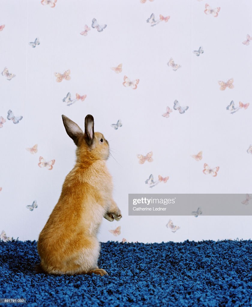 Rex Rabbit In Studio Butterfly Wallpaper In Background High Res
