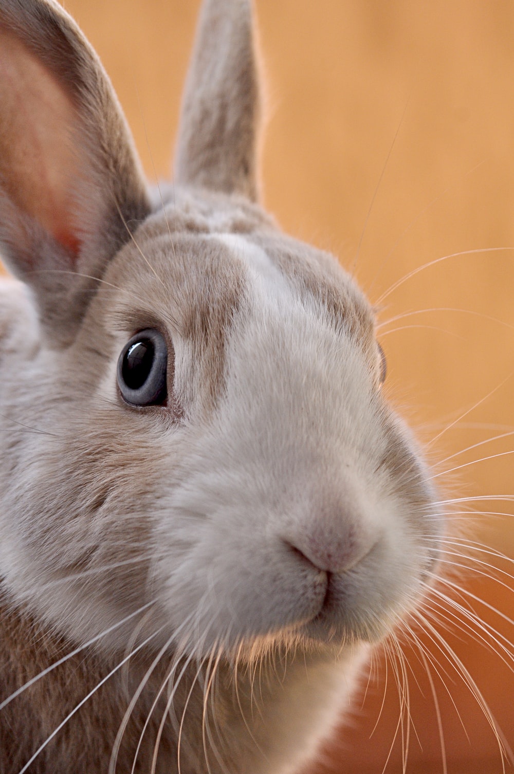 closeup photo of gray rabbit photo