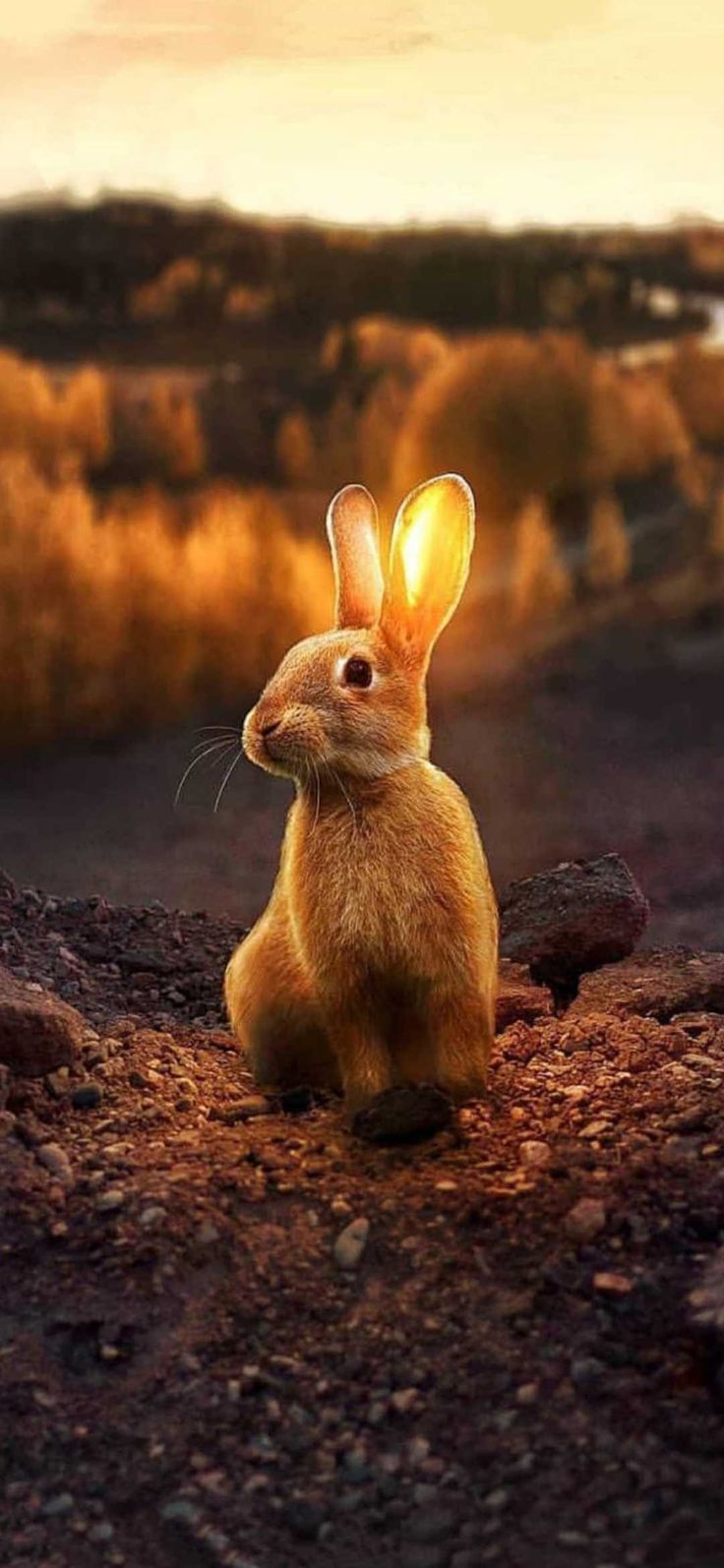 Bunny Wallpaper Discover More Bunny, Cute, Rabbit Wallpaper. /bunny Wallpaper 4/. Bunny Wallpaper, Rabbit Wallpaper, Animal Wallpaper