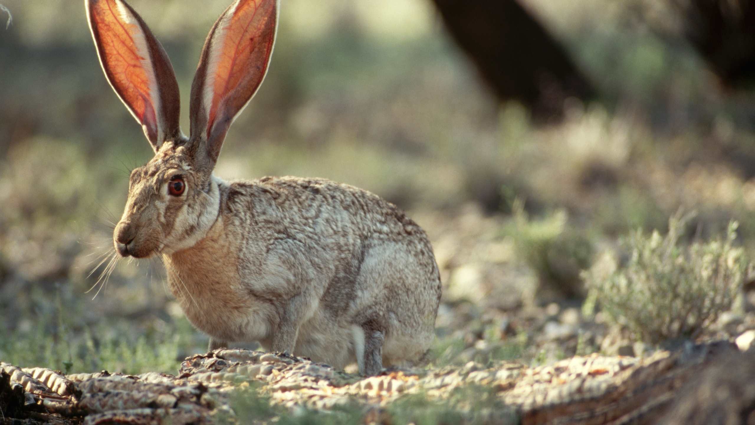 Lethal and highly contagious disease that strikes rabbits is detected in Palm Springs