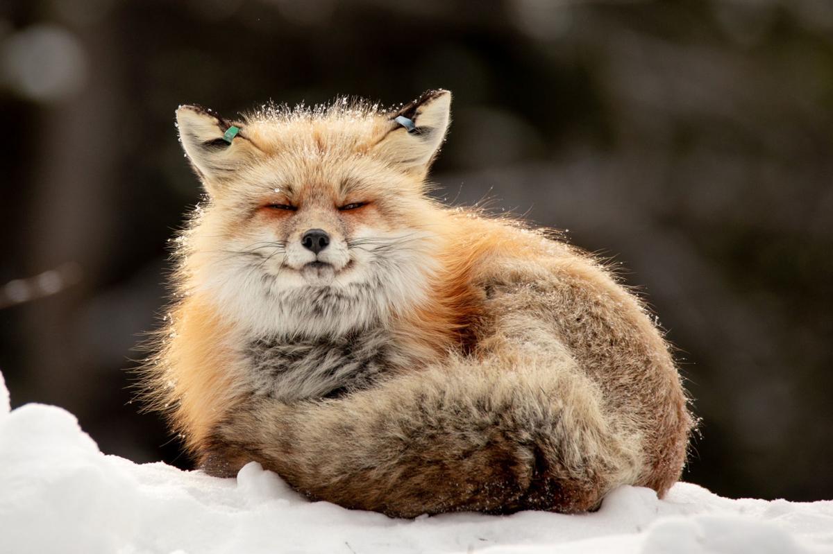 Fed fox caught, euthanized at Colter Bay
