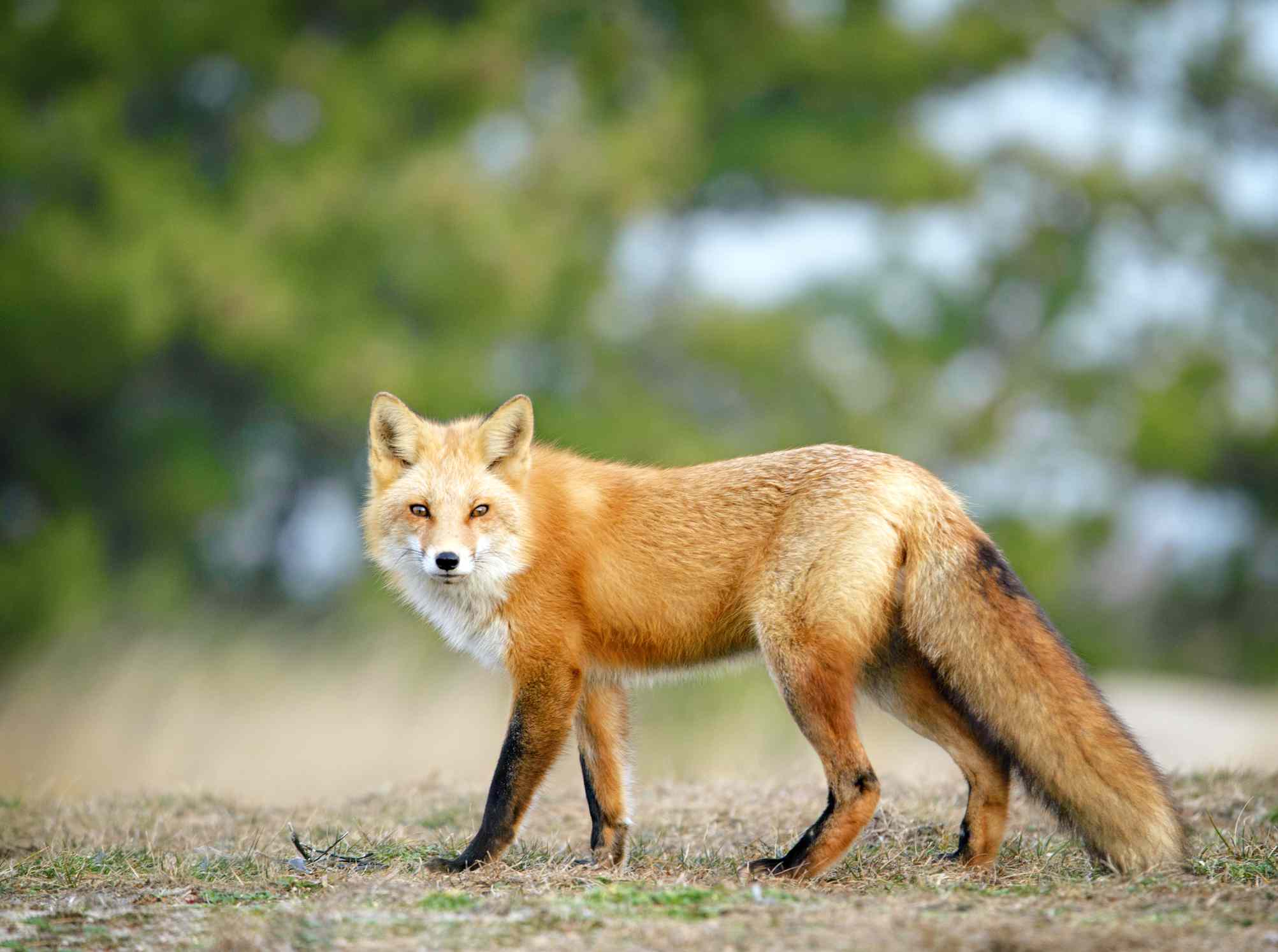 Surprising Facts About the Red Fox