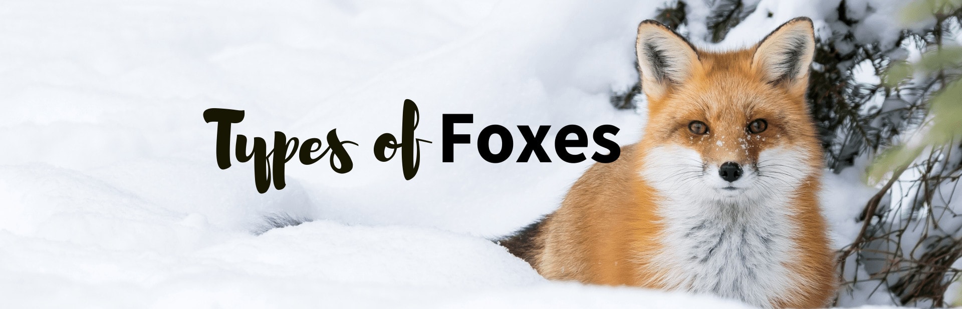All The 23 Different Types of Foxes: Picture, Classification and Chart