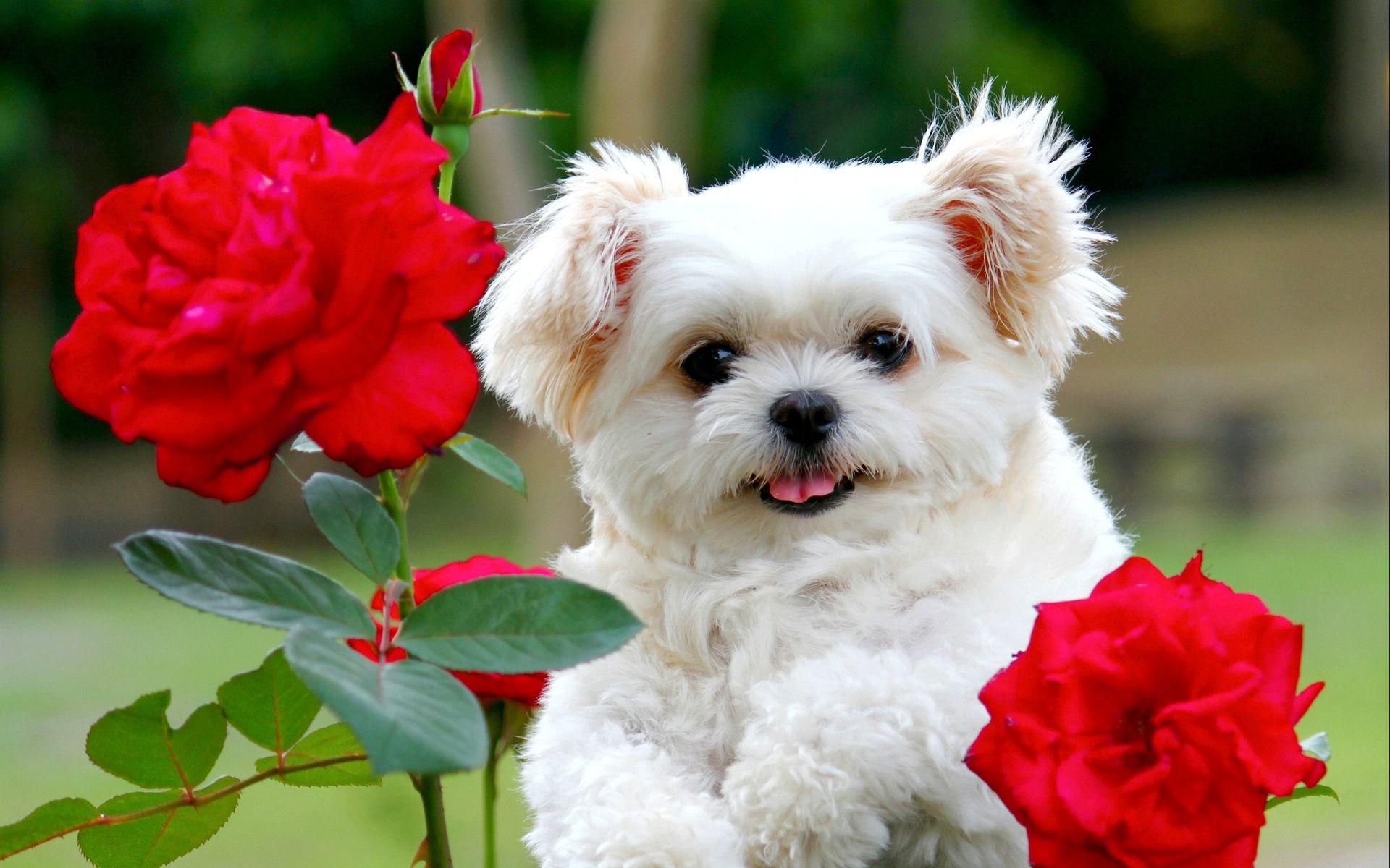 Cute Dog Puppies Wallpaper for Mobile