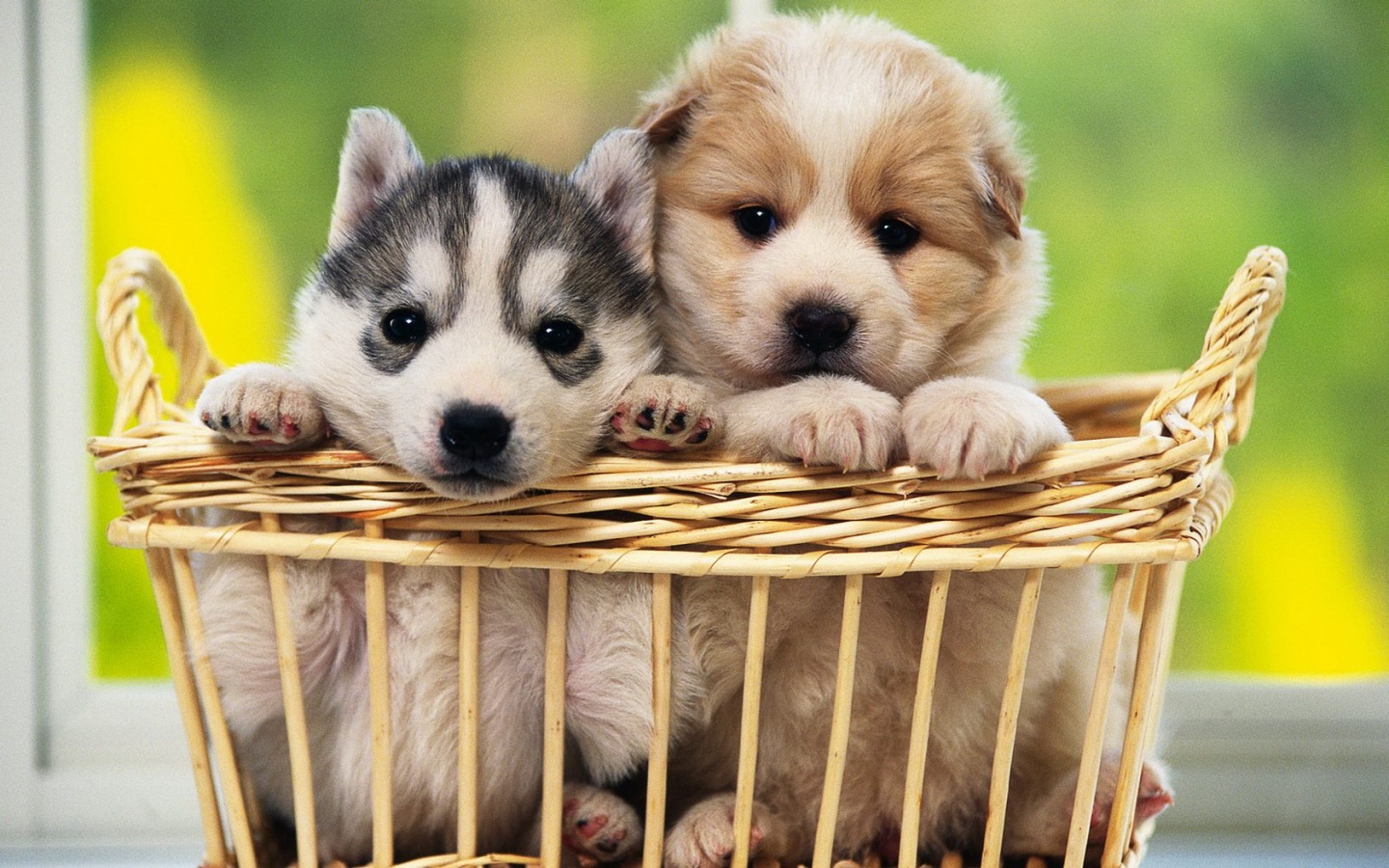 Free download Cute Dogs Wallpaper Download Cute Dogs Wallpaper for Desktop [1440x900] for your Desktop, Mobile & Tablet. Explore Cute Puppy Wallpaper For Desktop. Wallpaper Of Puppies, Cute Puppies