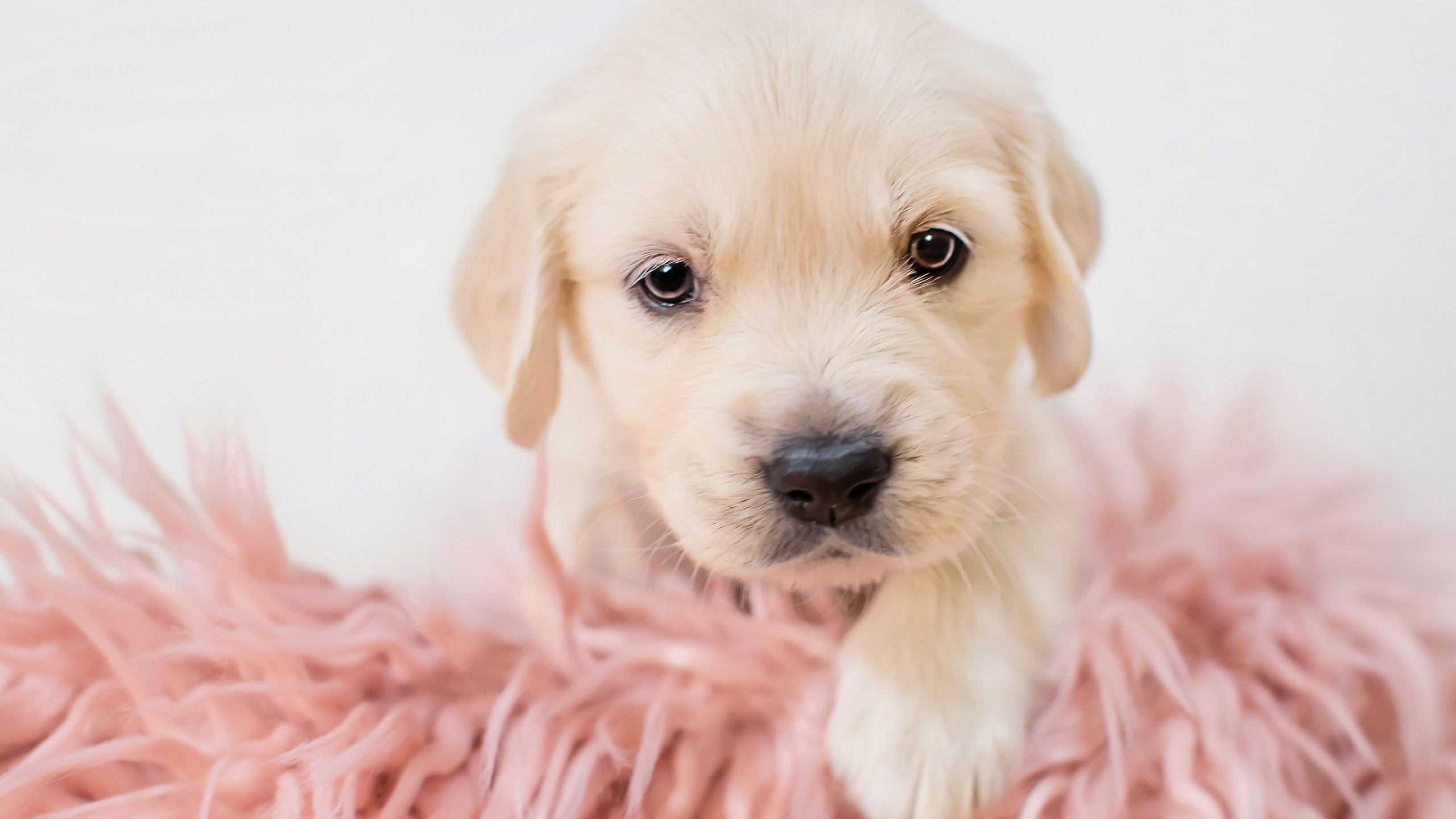 Download 2560x1440 Puppy, Cute, Dogs Wallpaper for iMac 27 inch