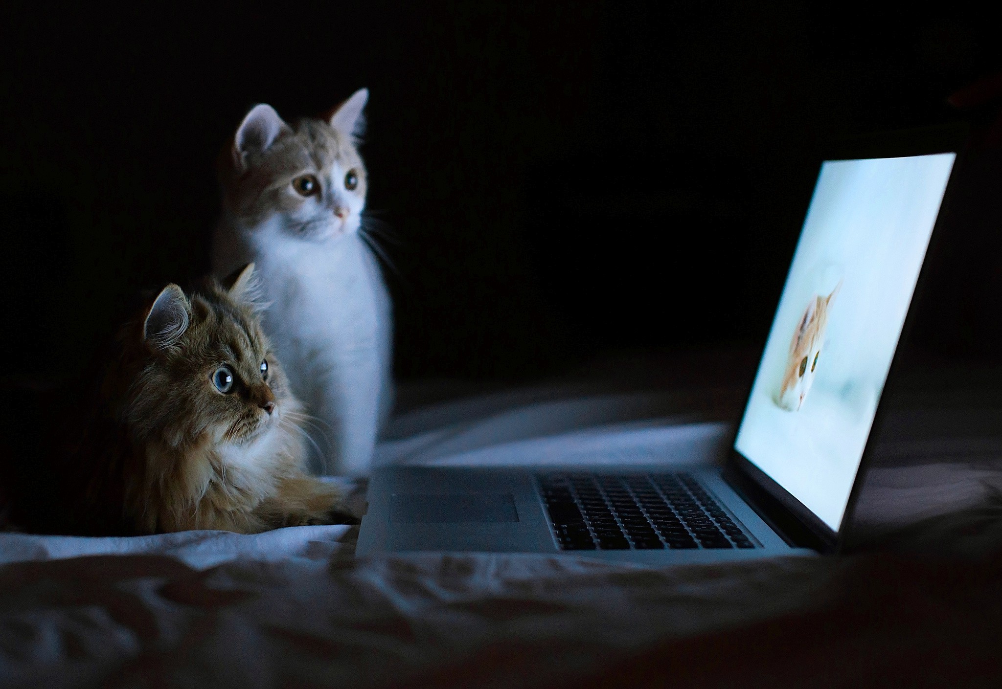 Wallpapers về chú mèo và laptop sẽ làm tăng thêm vẻ tuyệt vời cho màn hình của bạn. Hãy trải nghiệm ngay bức ảnh đáng yêu này để cảm nhận!