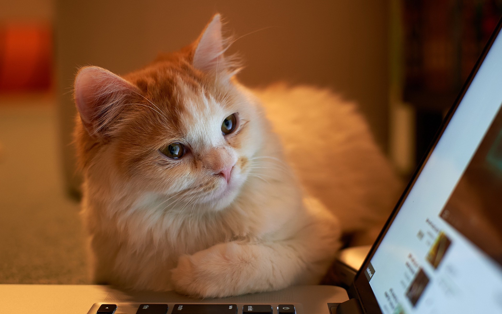 cat laptop Wallpaper HD / Desktop and Mobile Background