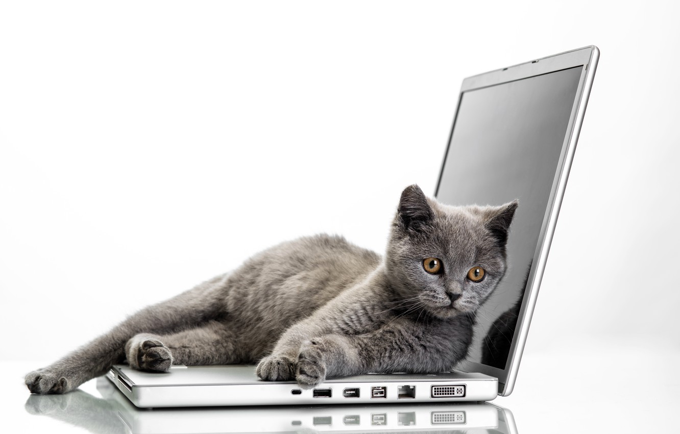 Wallpaper cat, laptop, Grey, Glance, Cats image for desktop, section кошки