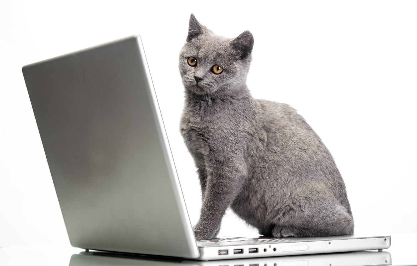 Wallpaper cat, laptop, Glance, Cats, Laptops image for desktop, section кошки