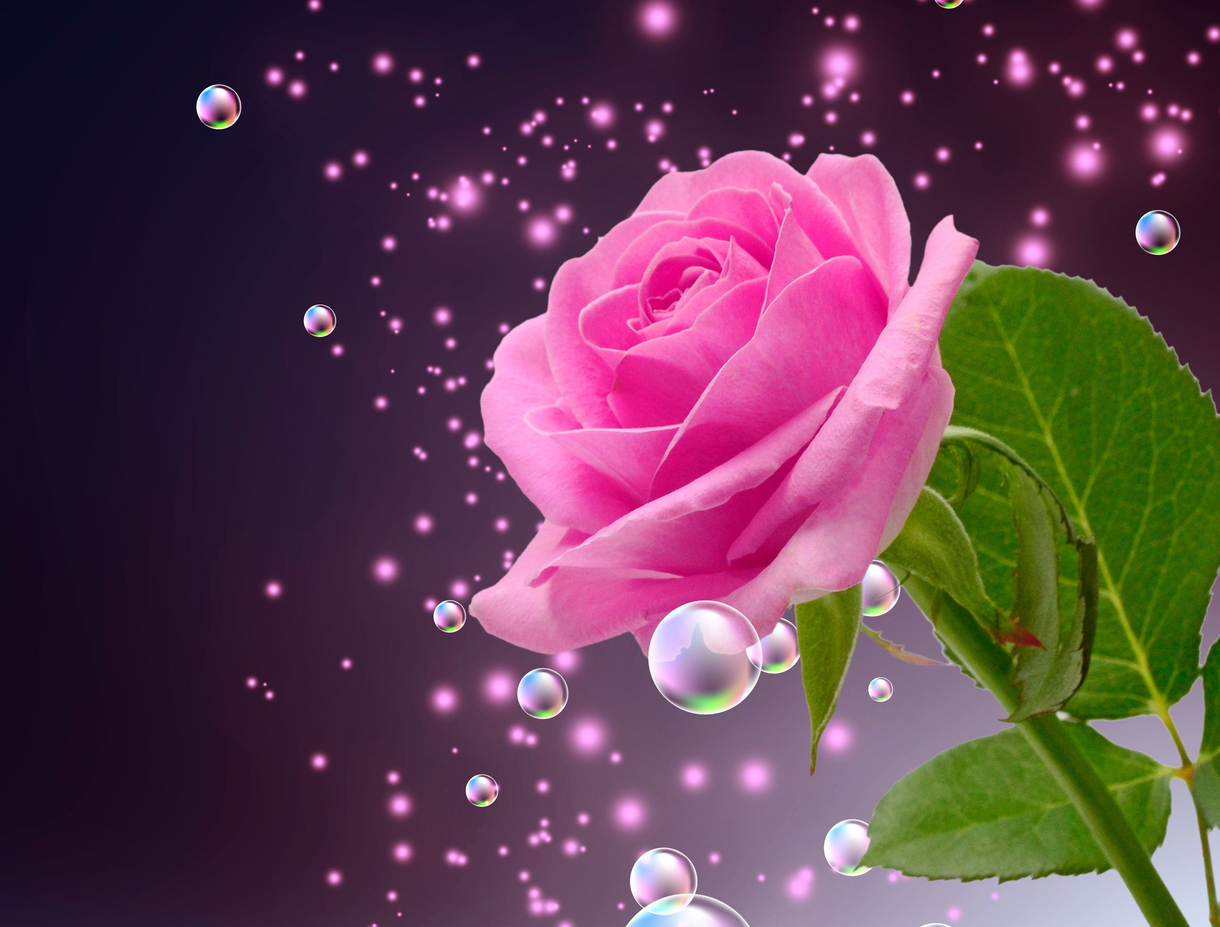 Colorful Roses Wallpaper Free Colorful Roses Background