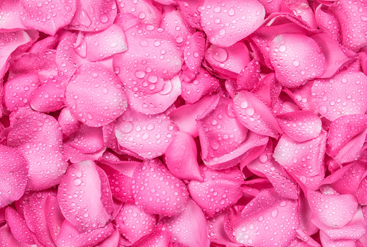 Desktop Wallpaper rose Pink color Drops flower