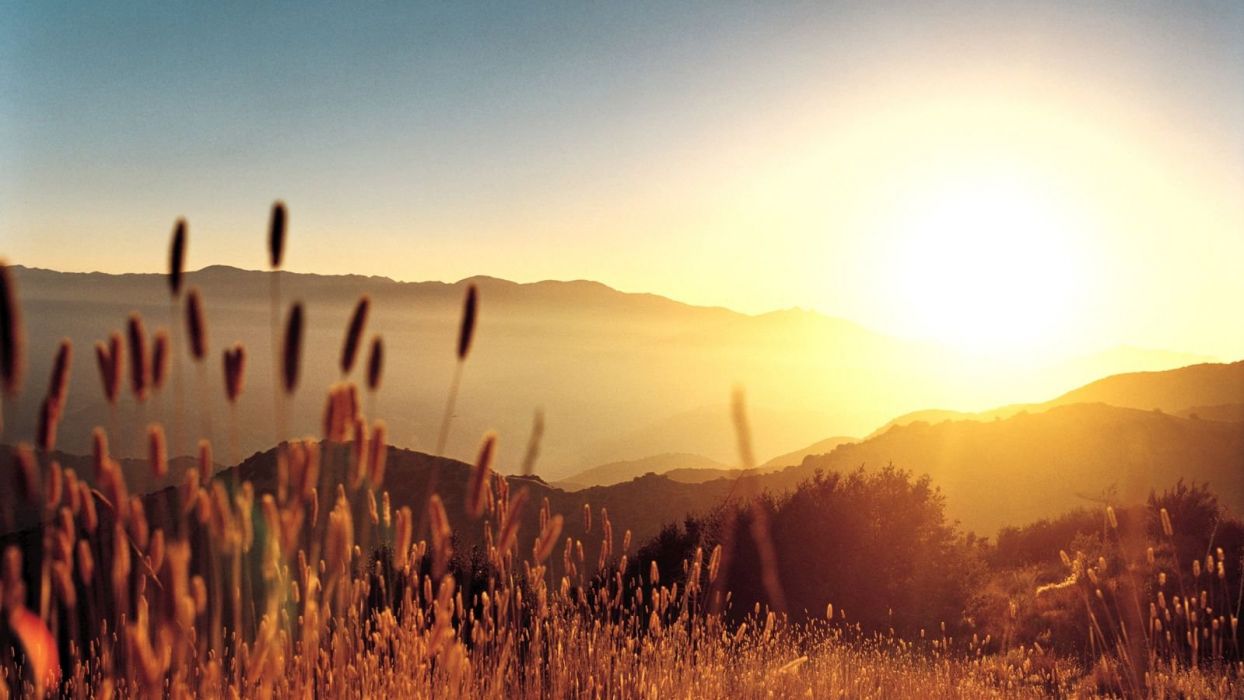 Summer Sun Wallpaper