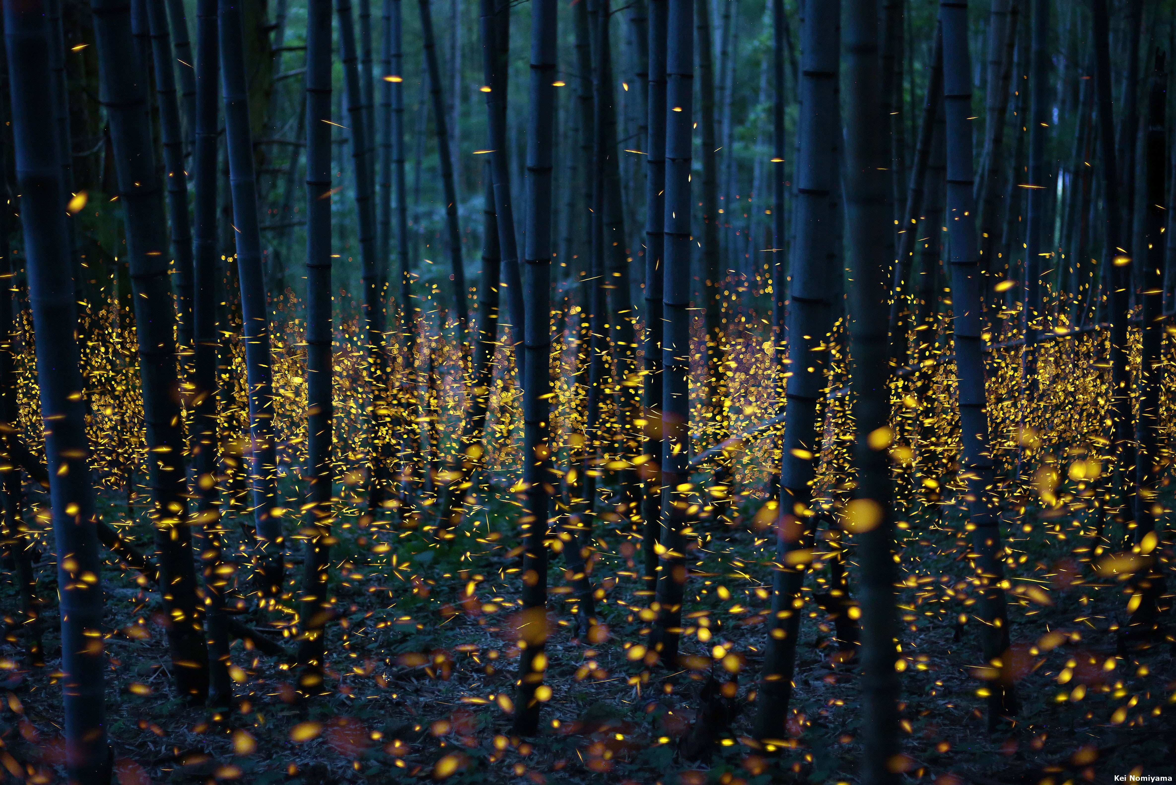 Fireflies 4K wallpaper for your desktop or mobile screen free and easy to download