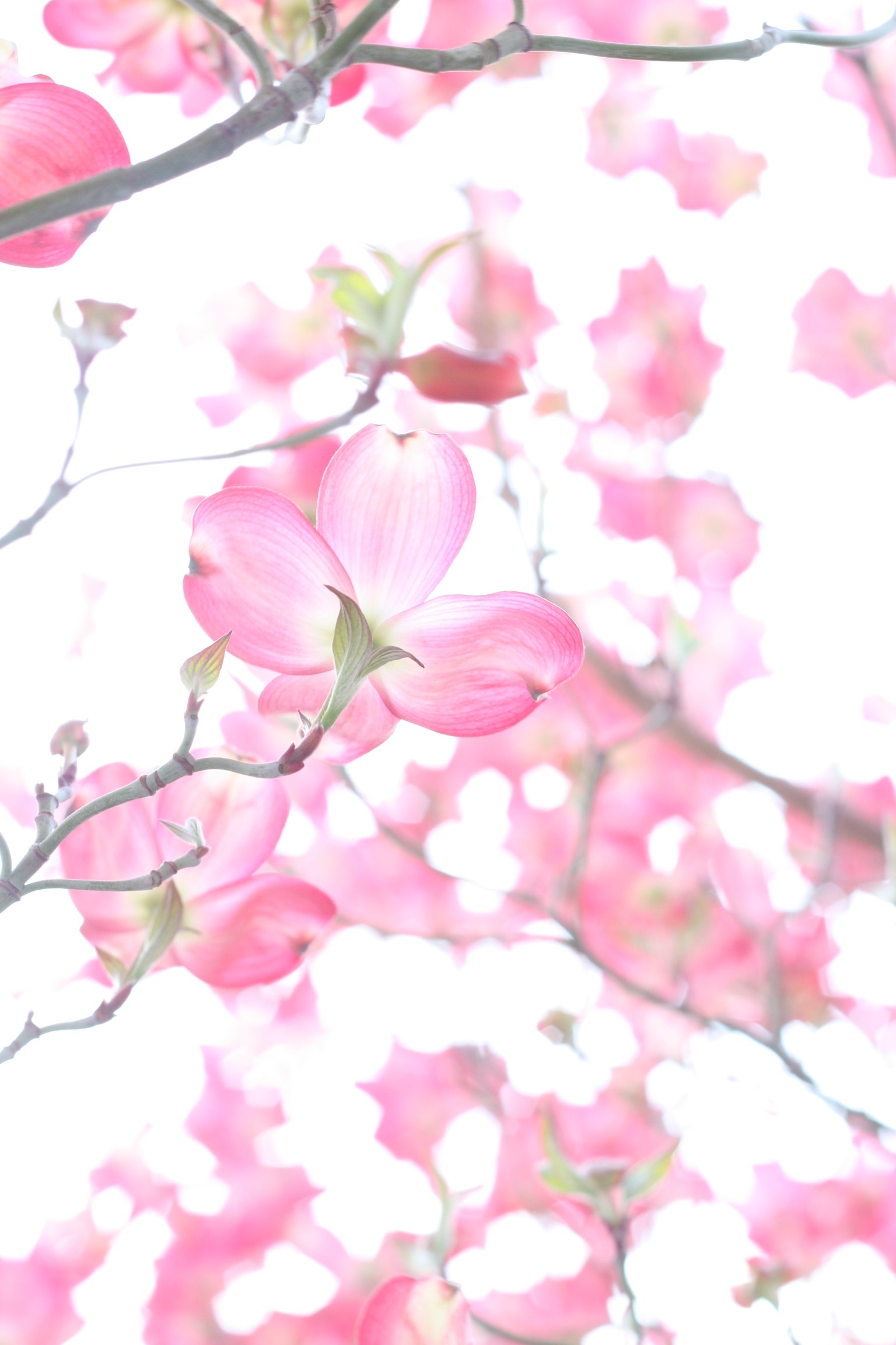Best Spring Flower Photo · 100% Free Downloads
