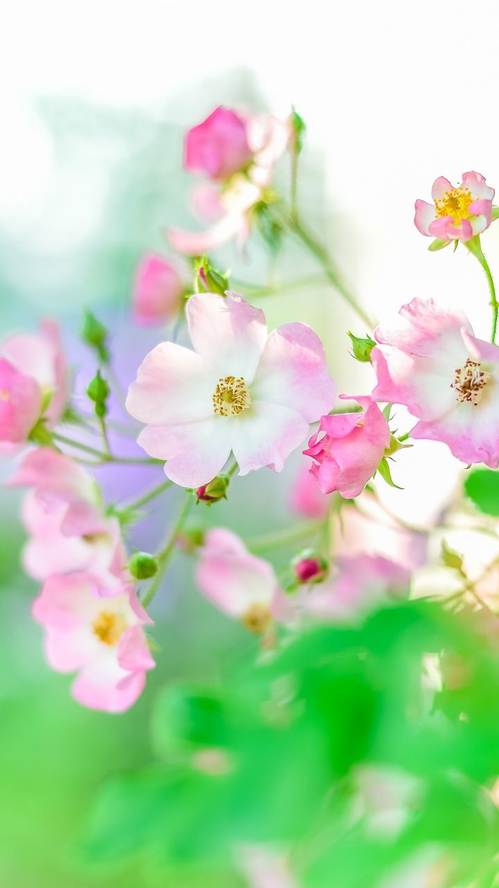 Download 720x1280 wallpaper Summer, plants, blur, portrait, flowers, Samsung Galaxy mini. Flower iphone wallpaper, Flower phone wallpaper, Wallpaper iphone summer