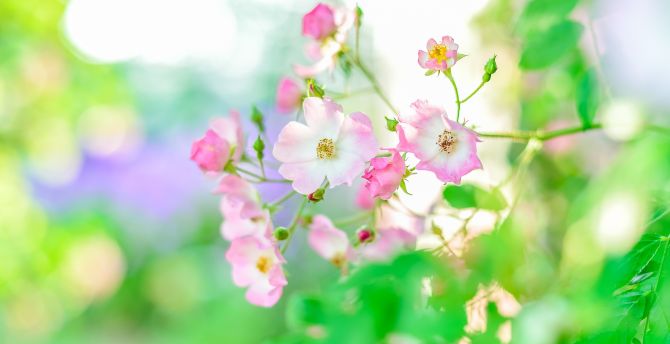 Summer, plants, blur, portrait, flowers wallpaper, HD image, picture, background, 135d3c