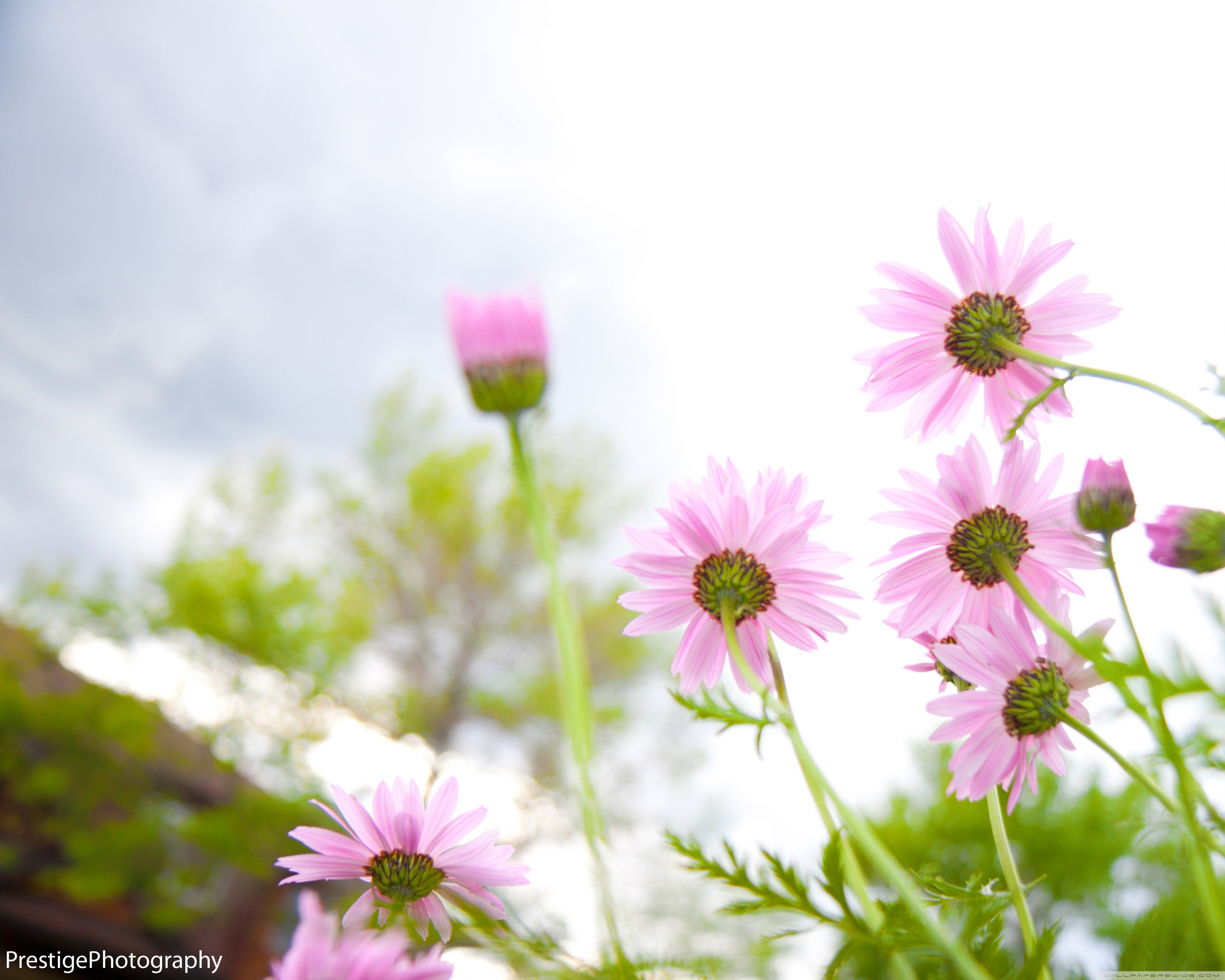 Summer Flowers bloomin' Ultra HD Desktop Background Wallpaper for 4K UHD TV, Widescreen & UltraWide Desktop & Laptop, Tablet