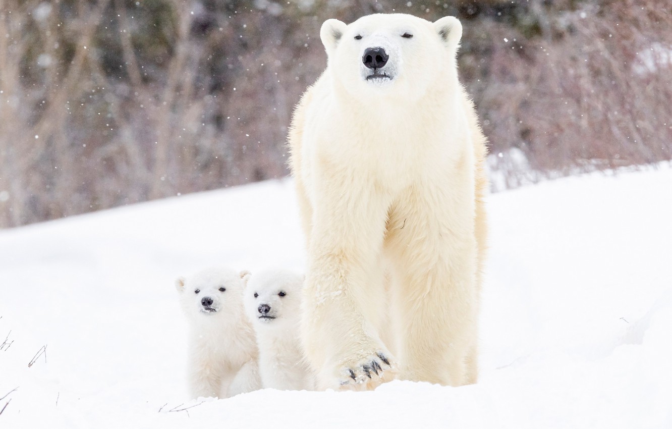Wallpaper winter, snow, bears, bear, cubs, Polar bears, two of the bear, Polar bears image for desktop, section животные